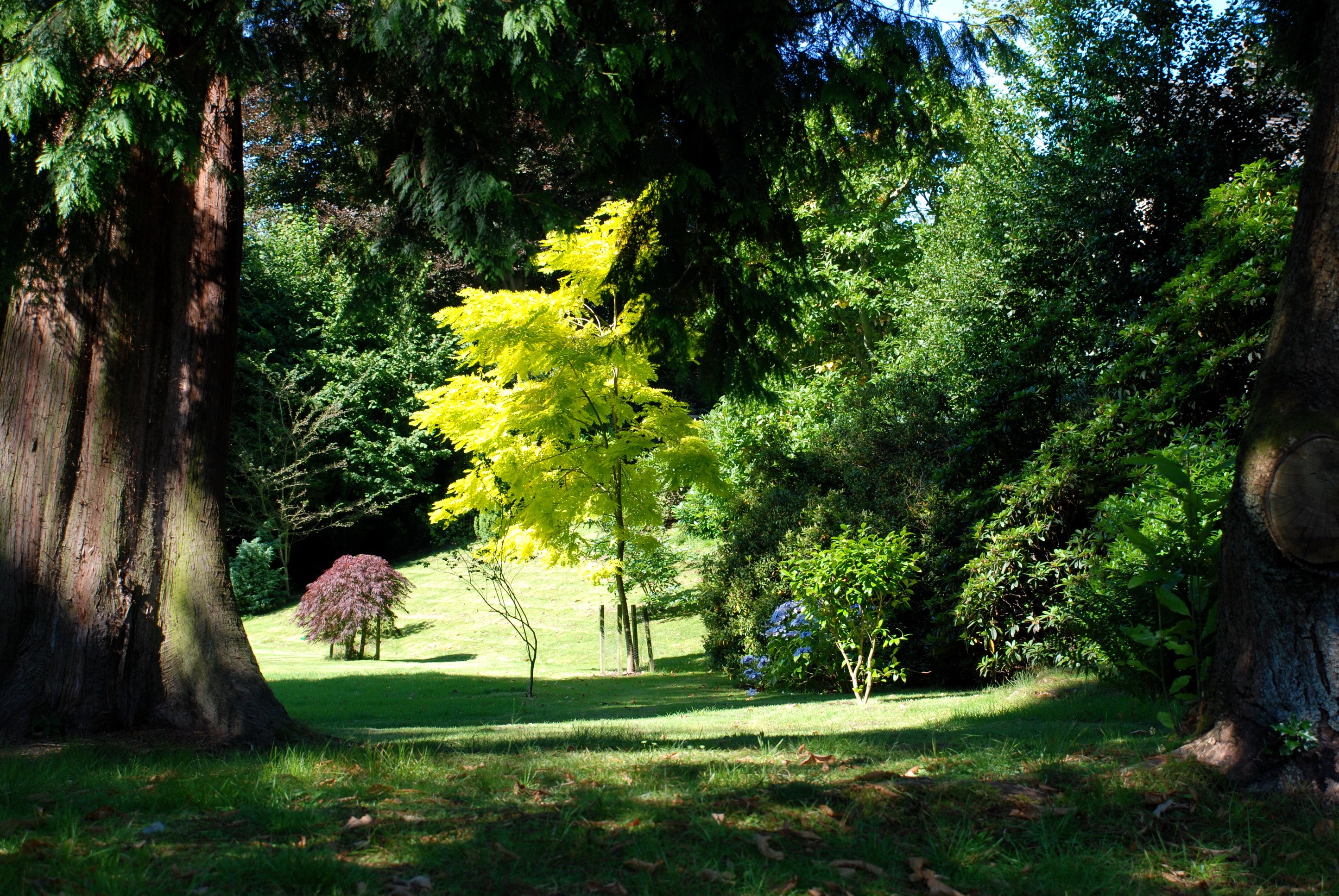 Park with trees and grass HD Wallpaper