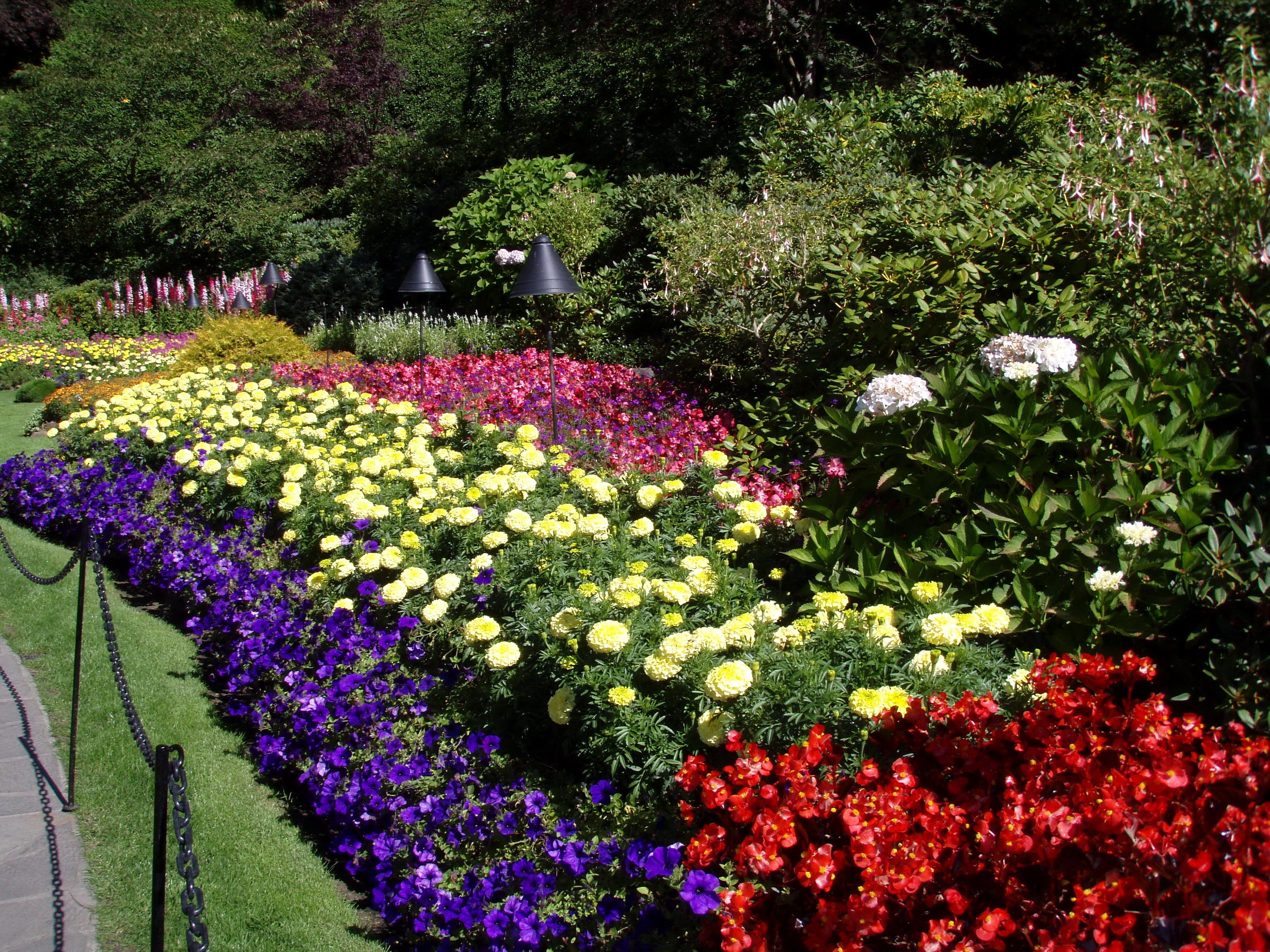 Flower garden with purple, yellow, and red flowers HD Wallpaper