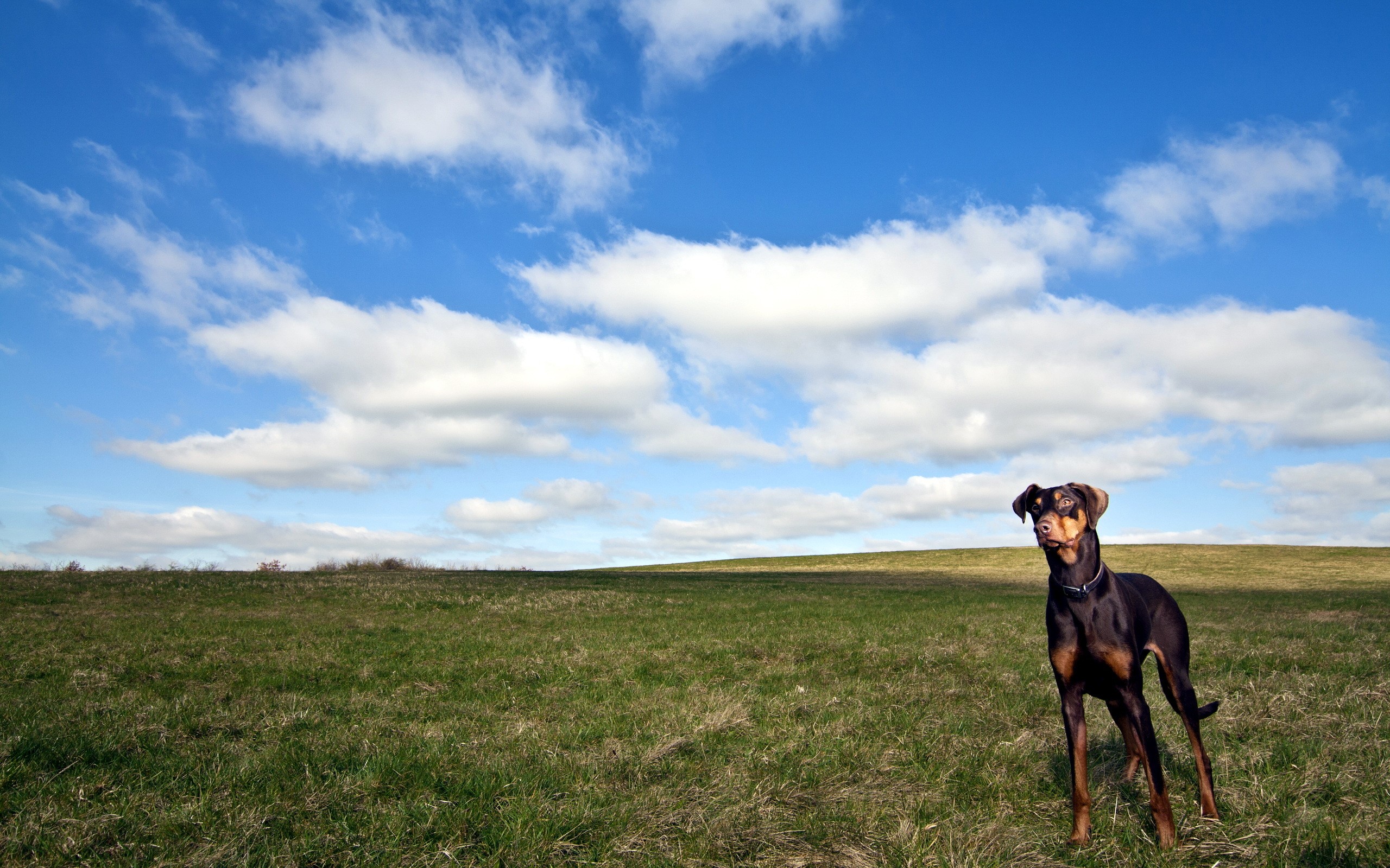 Brown and black Doberman Pinscher standing in a grassy field under a blue sky with clouds HD Wallpaper