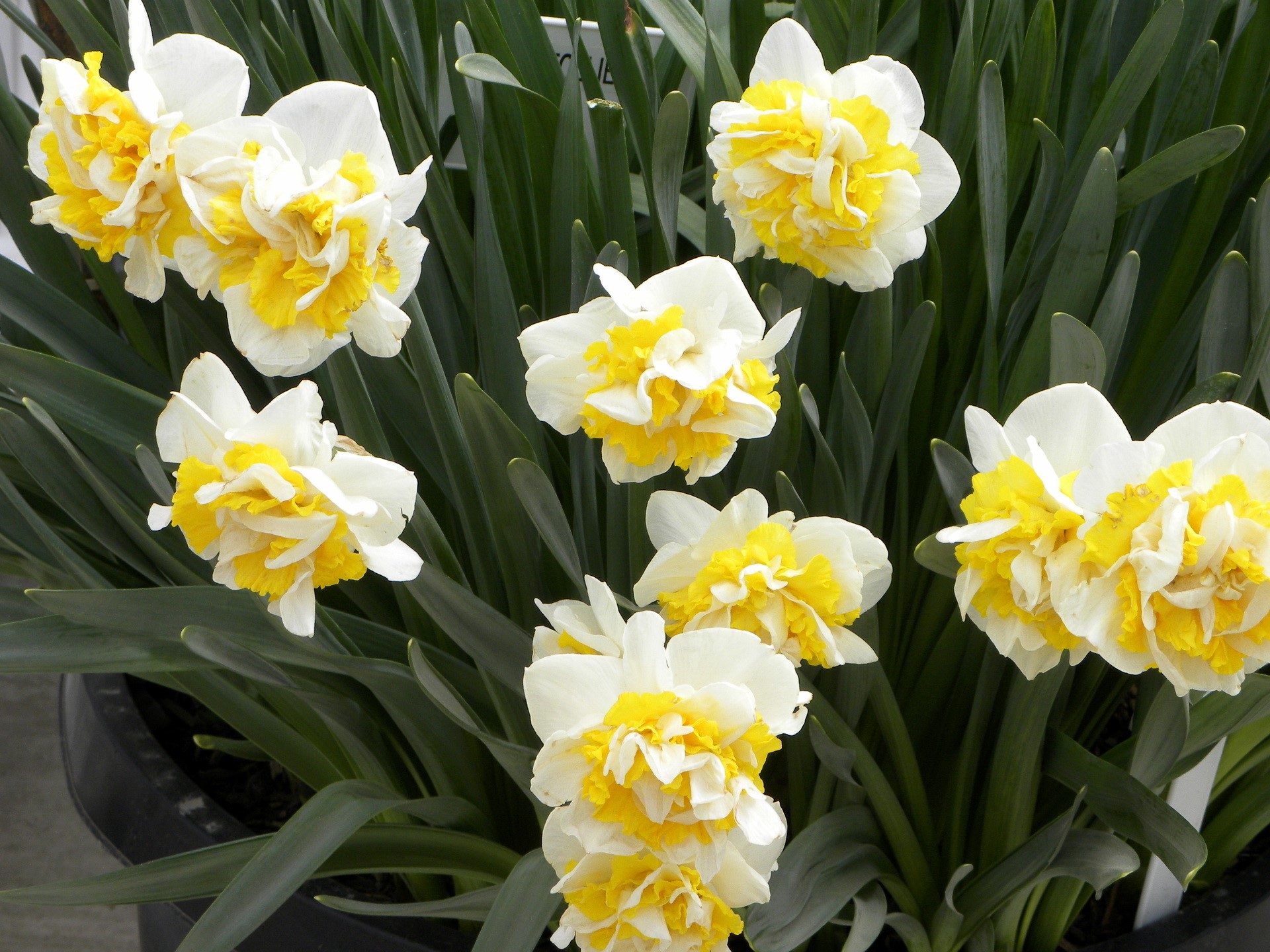 Double Daffodils with White and Yellow Petals HD Wallpaper
