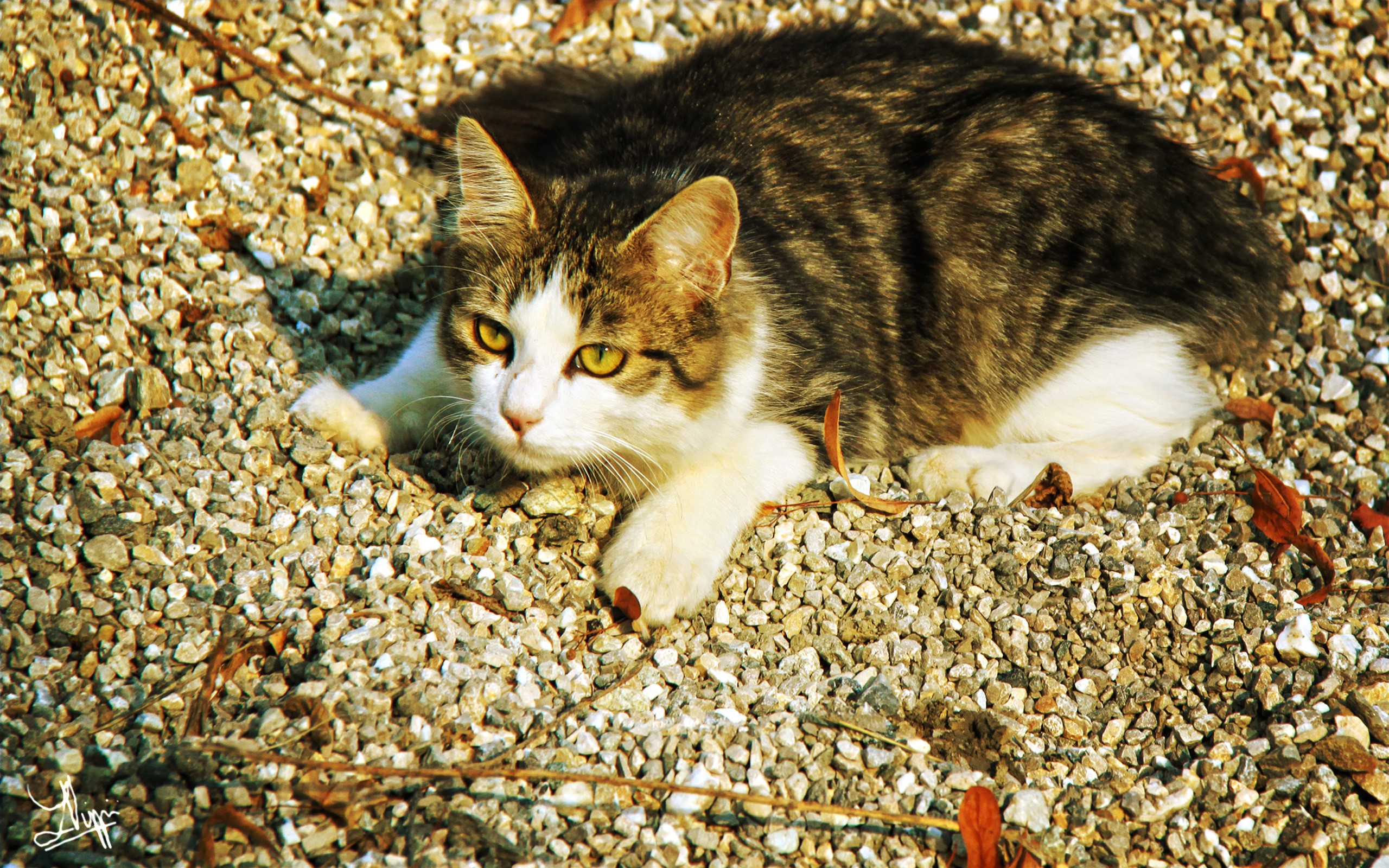 Tabby and white cat lying on gravel HD Wallpaper