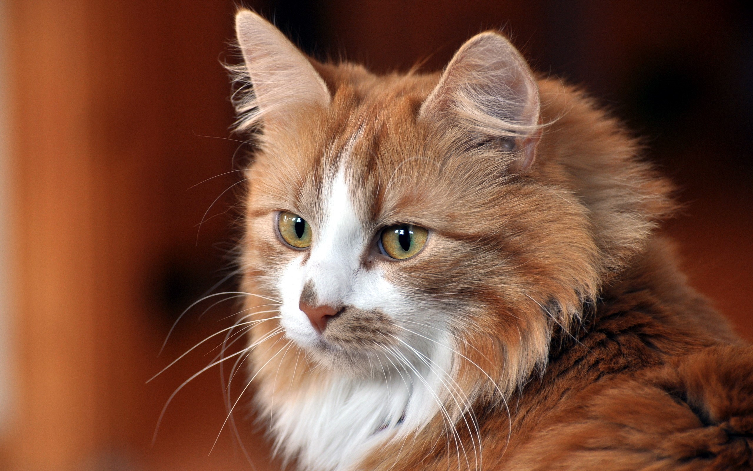Orange and white cat with green eyes HD Wallpaper