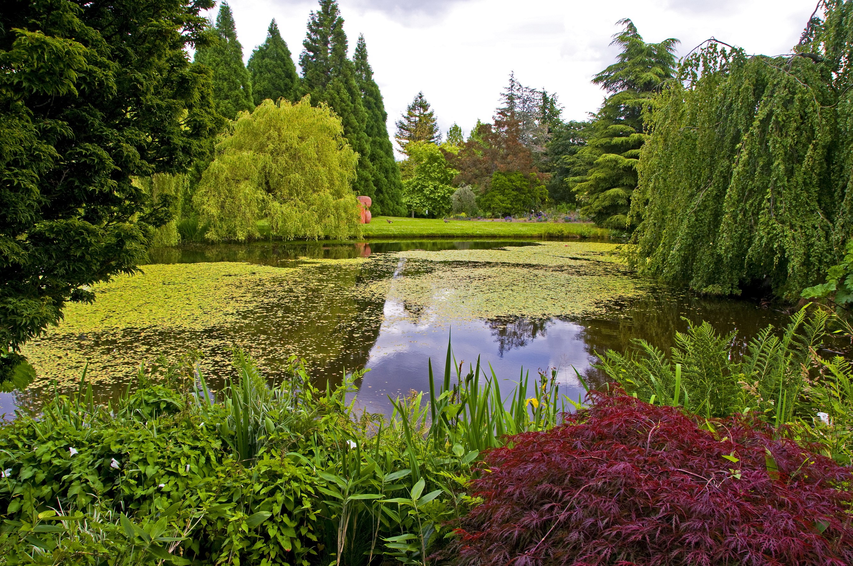A tranquil garden pond surrounded by lush trees and foliage HD Wallpaper
