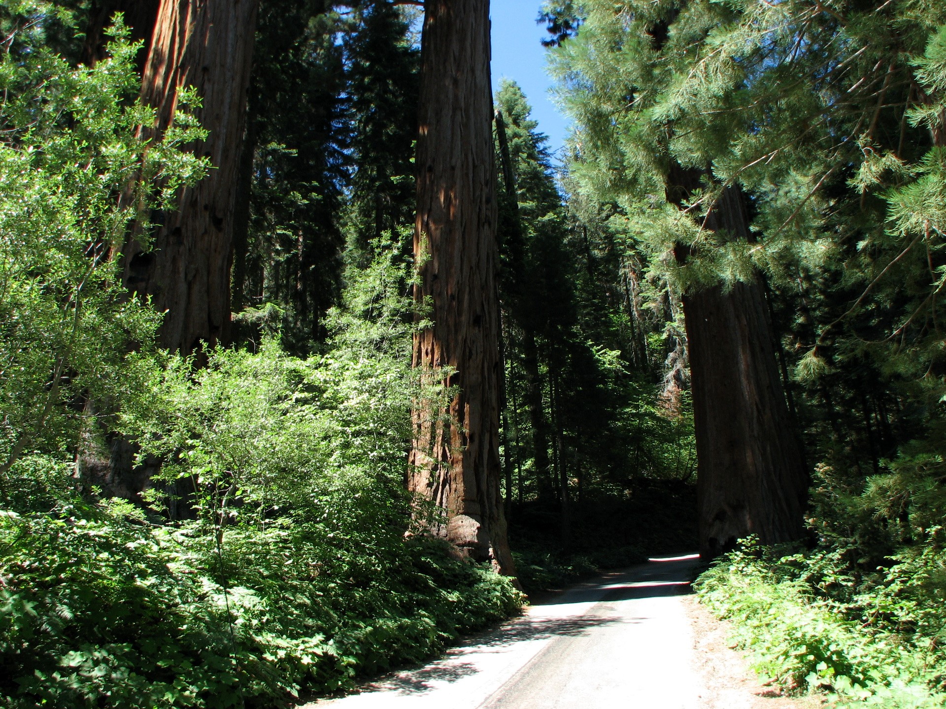 Sequoia & Kings Canyon National Parks HD Wallpaper