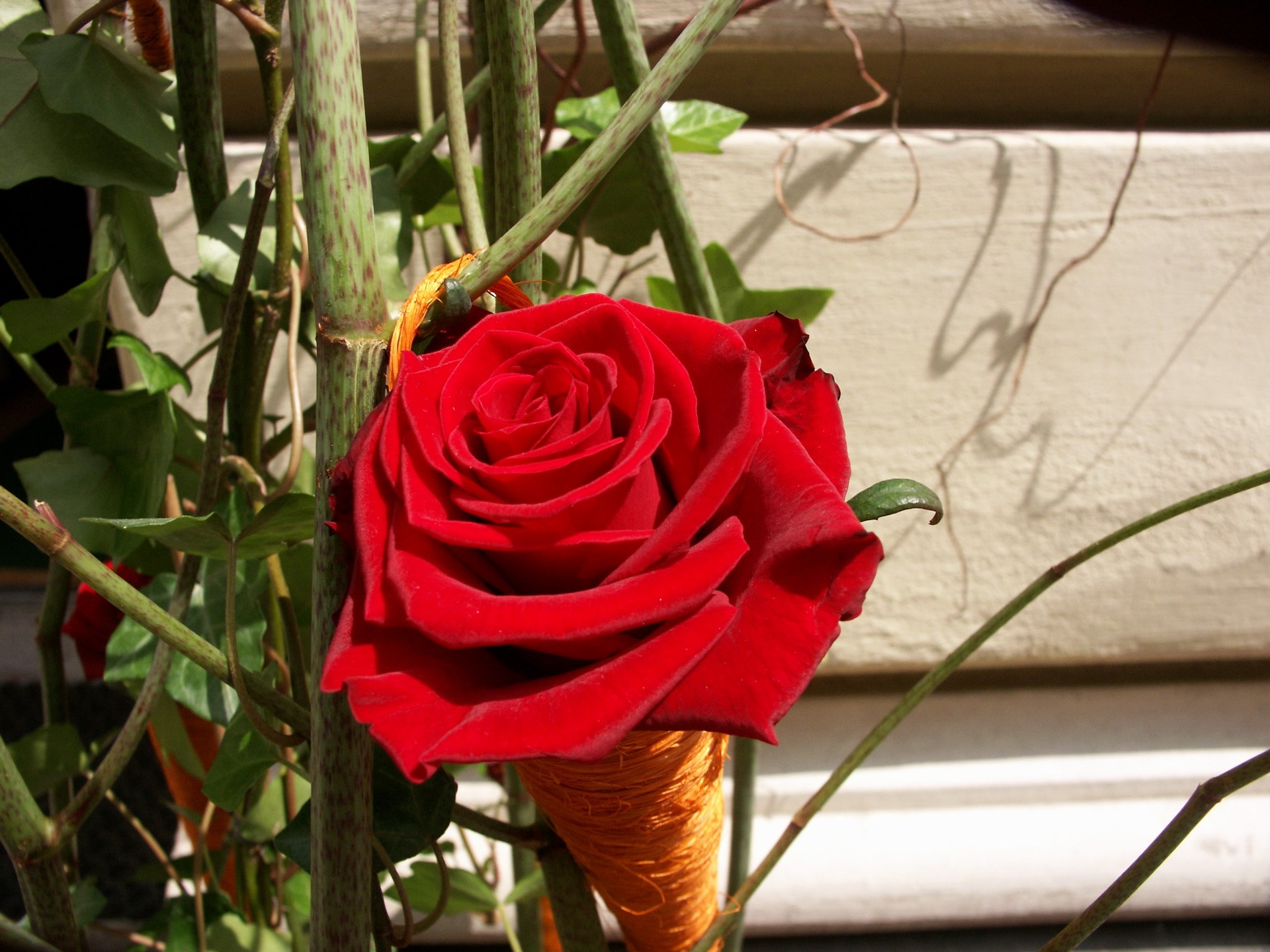 Red rose with green stems and ivy HD Wallpaper
