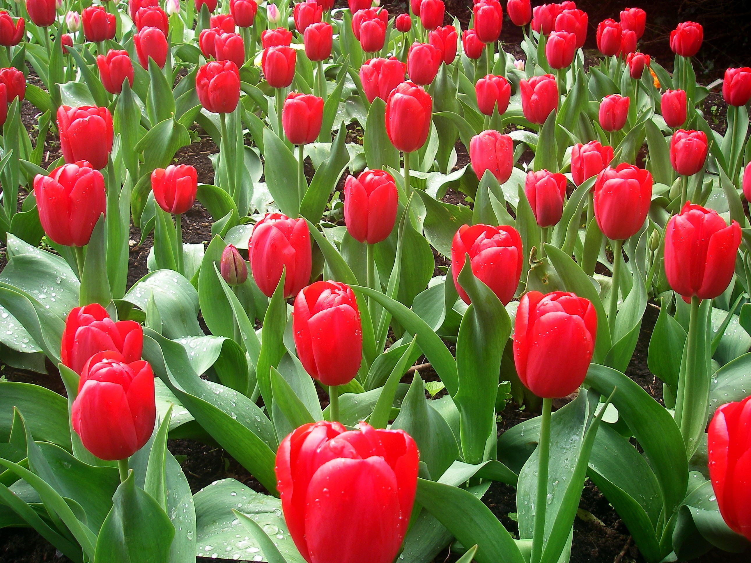 A field of vibrant red tulips HD Wallpaper