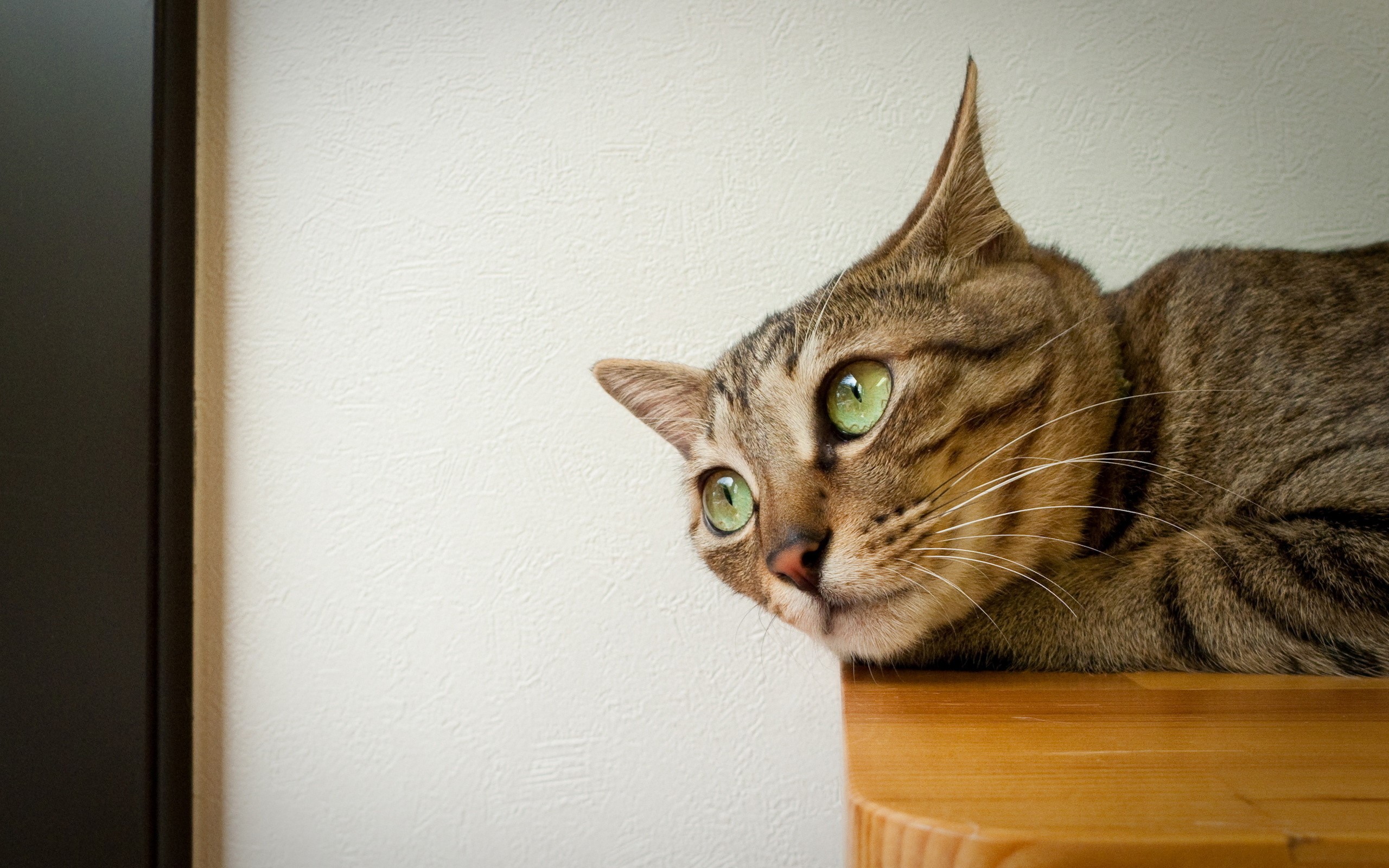 A tabby cat with green eyes peeking over a wooden surface HD Wallpaper