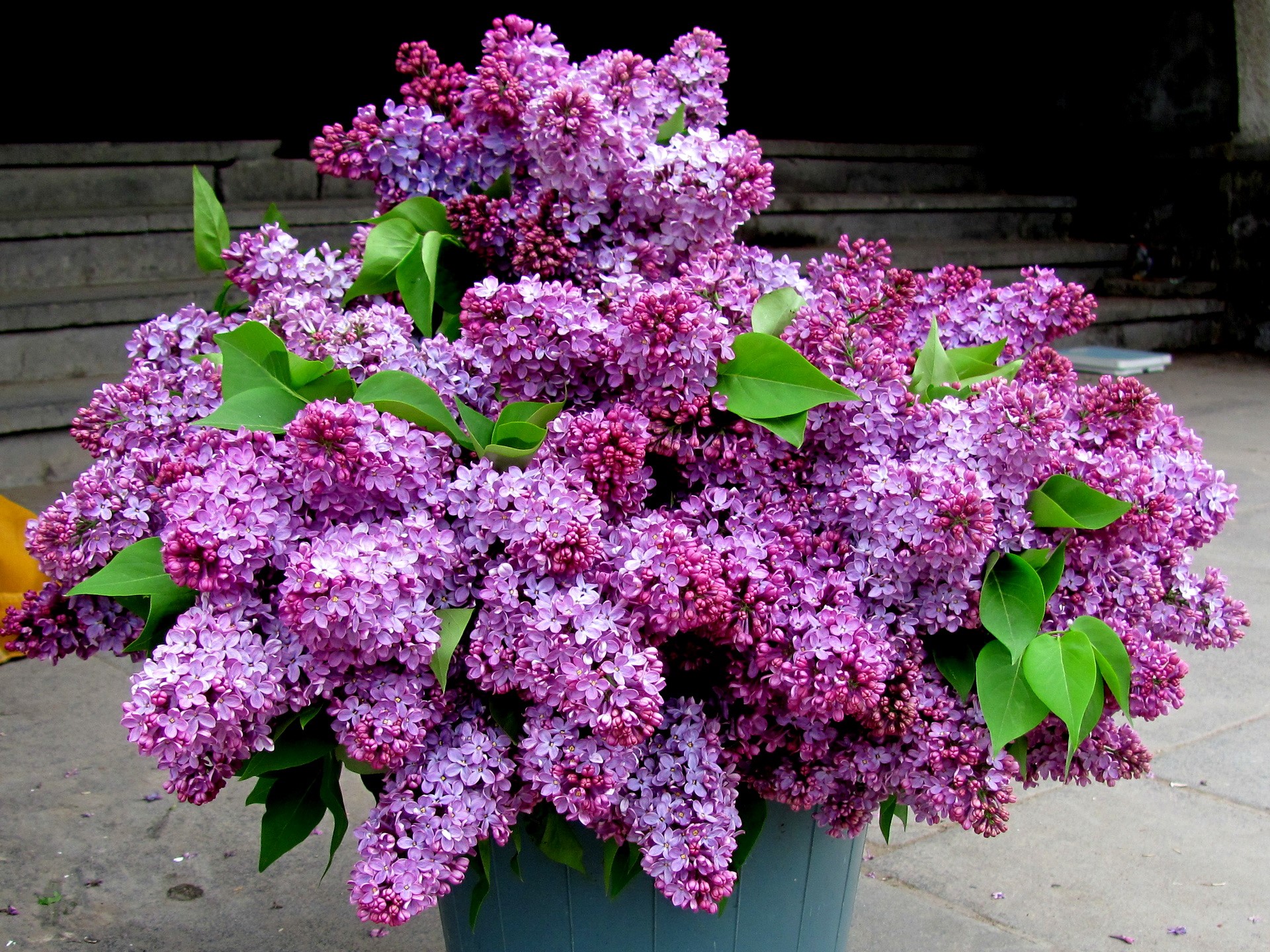 A large bouquet of purple lilacs in a bucket HD Wallpaper