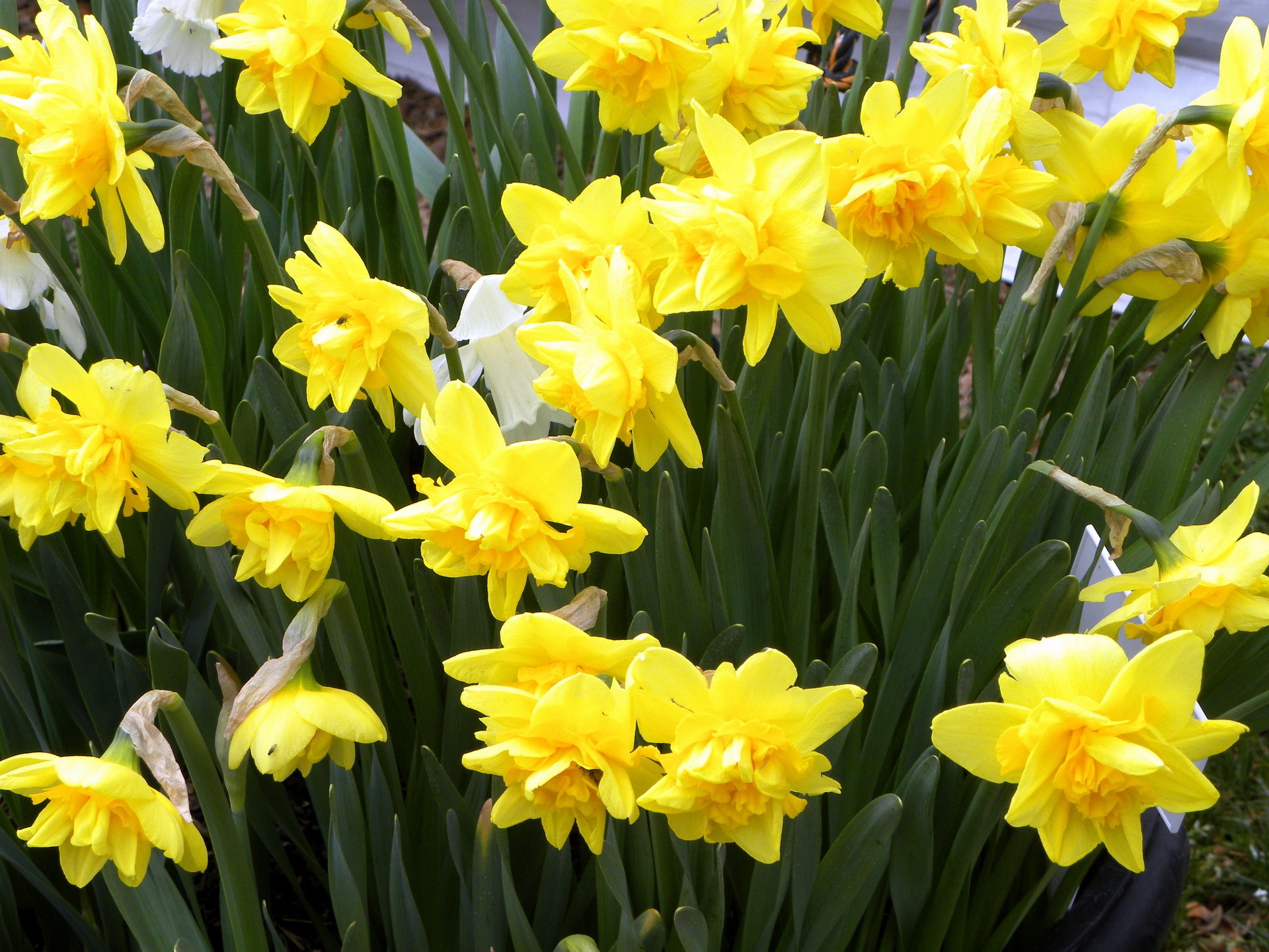 A cluster of bright yellow daffodils in bloom HD Wallpaper