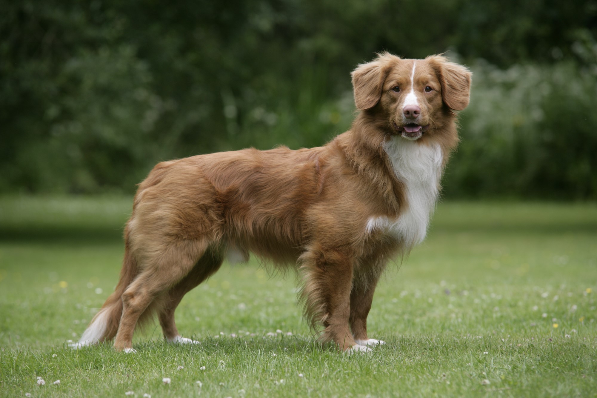 Nova Scotia Duck Tolling Retriever standing in a grassy field HD Wallpaper