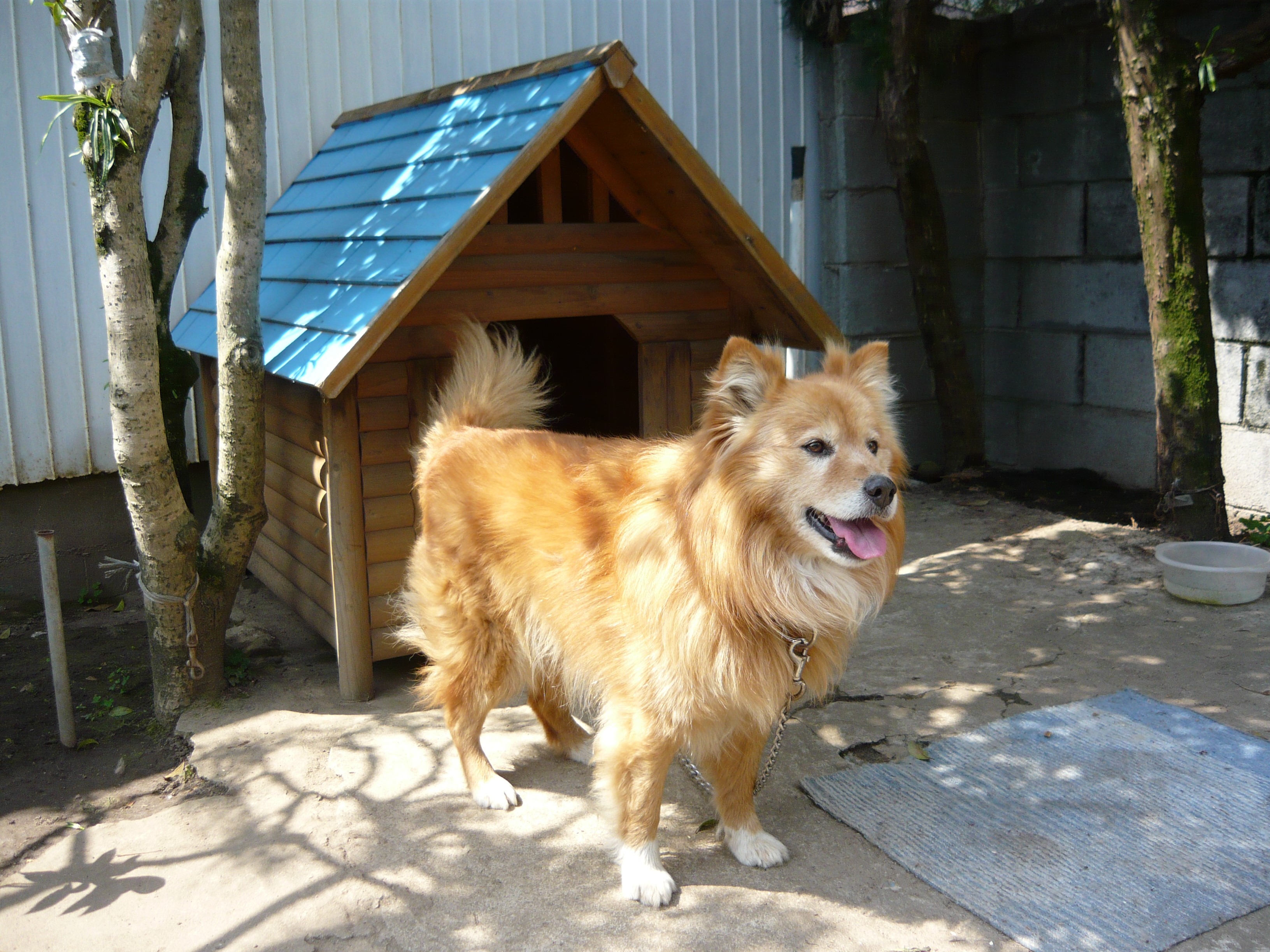 Golden dog standing in front of a dog house HD Wallpaper