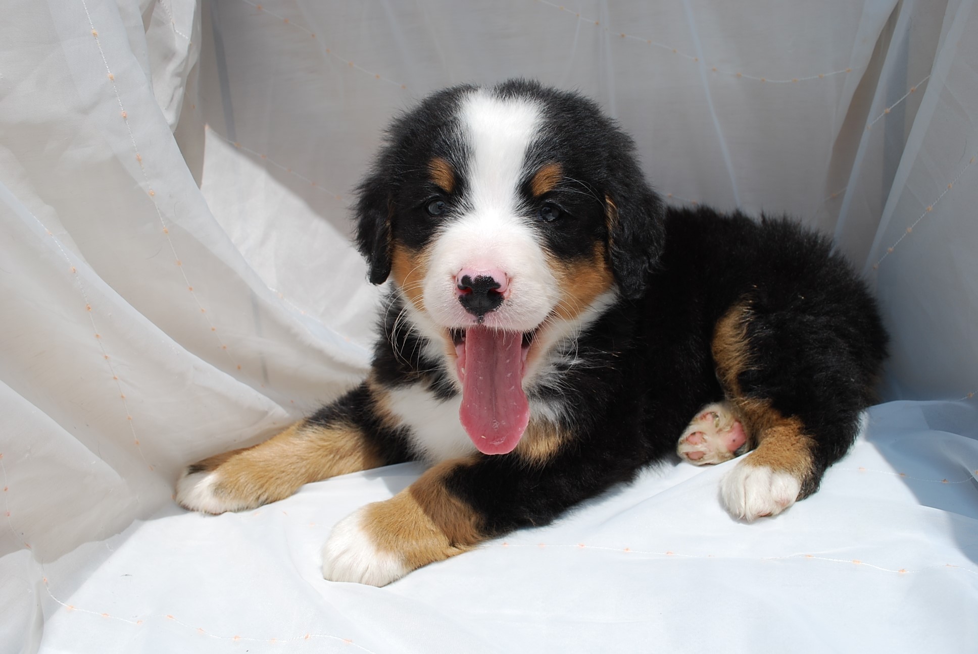 Bernese Mountain Dog puppy yawning HD Wallpaper
