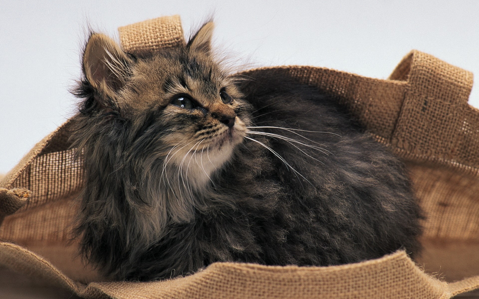 Fluffy kitten in a burlap bag HD Wallpaper