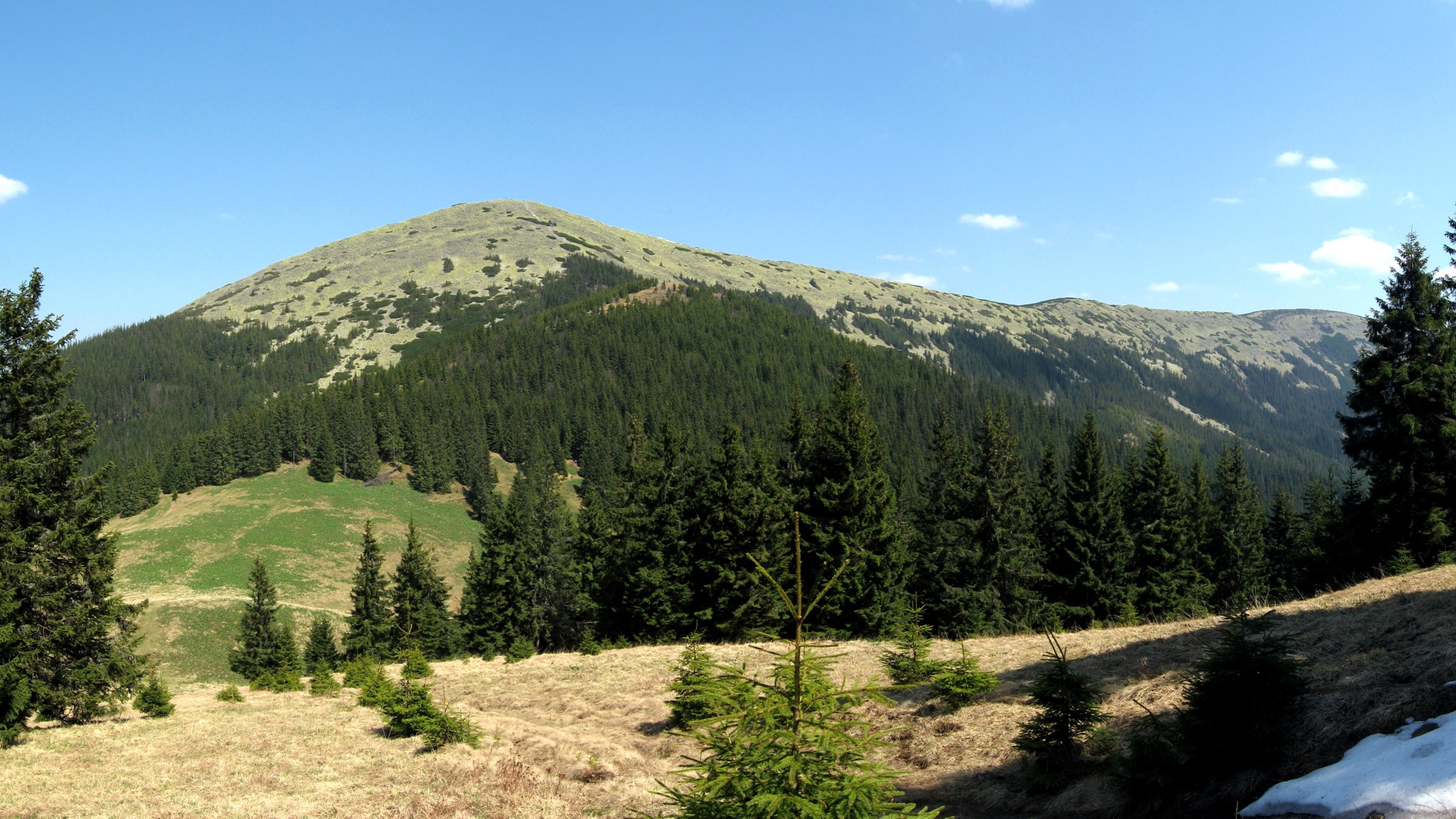 Mountains with evergreen forest and grassy slopes HD Wallpaper