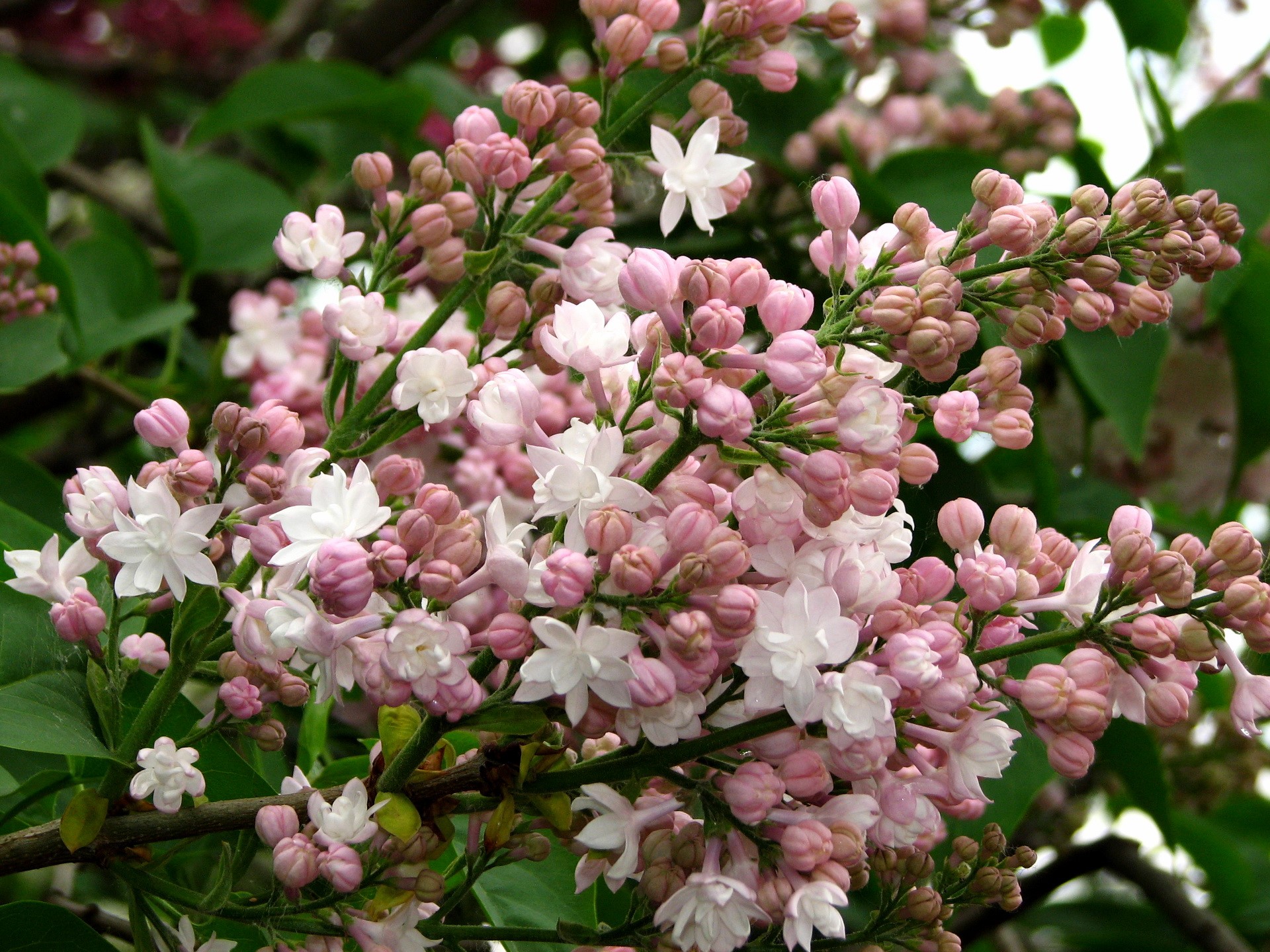 Pink and white lilac flowers on a branch HD Wallpaper