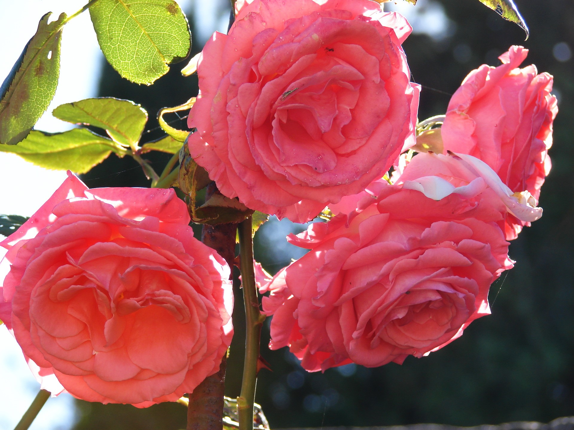 Close-up of pink roses in sunlight HD Wallpaper