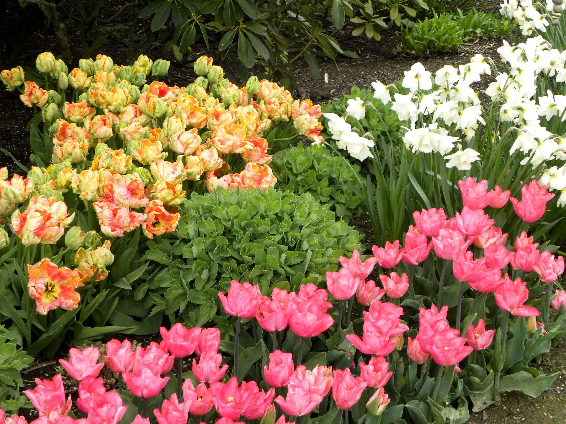 Pink and yellow tulips with white daffodils HD Wallpaper