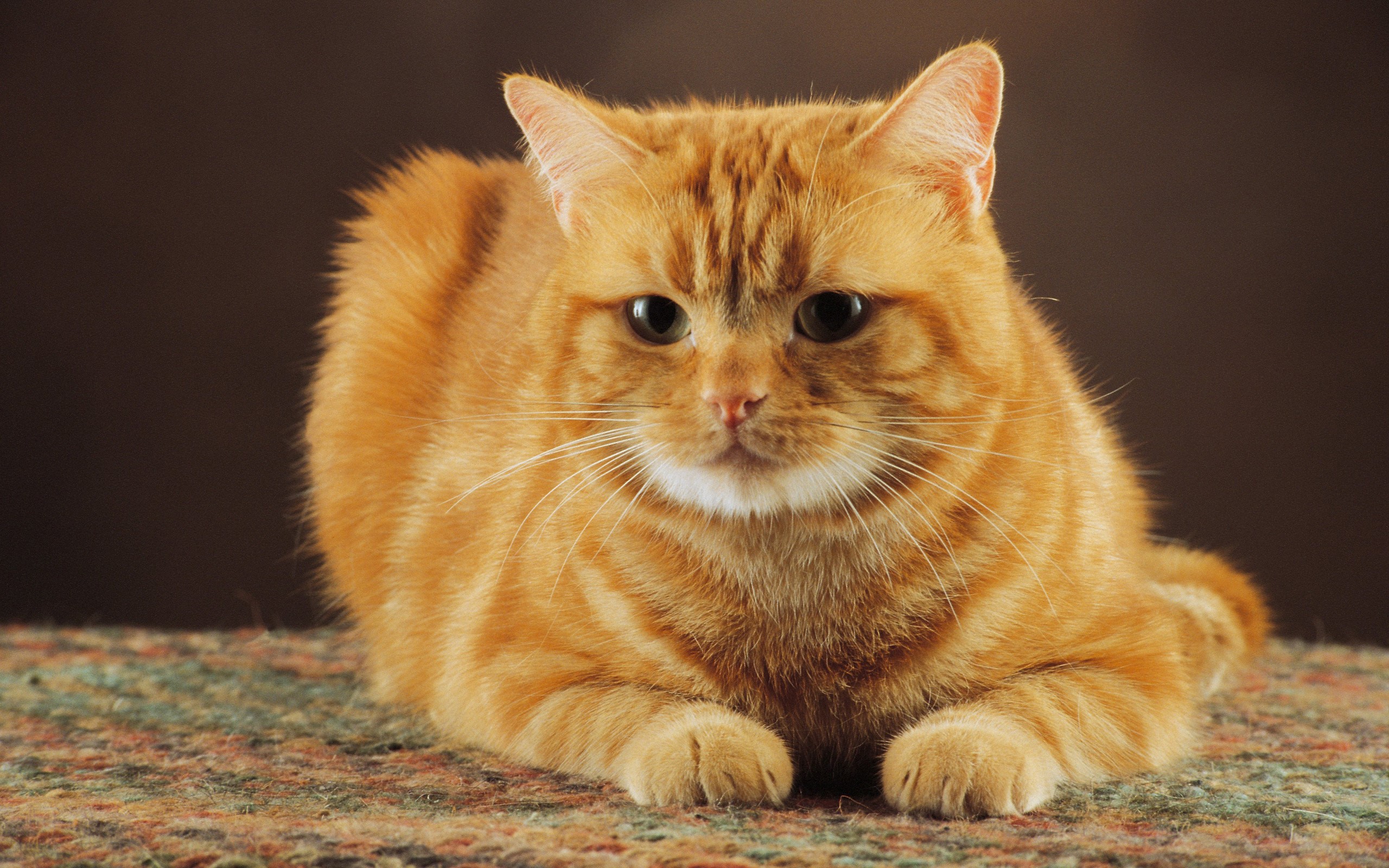 Orange tabby cat lying down HD Wallpaper