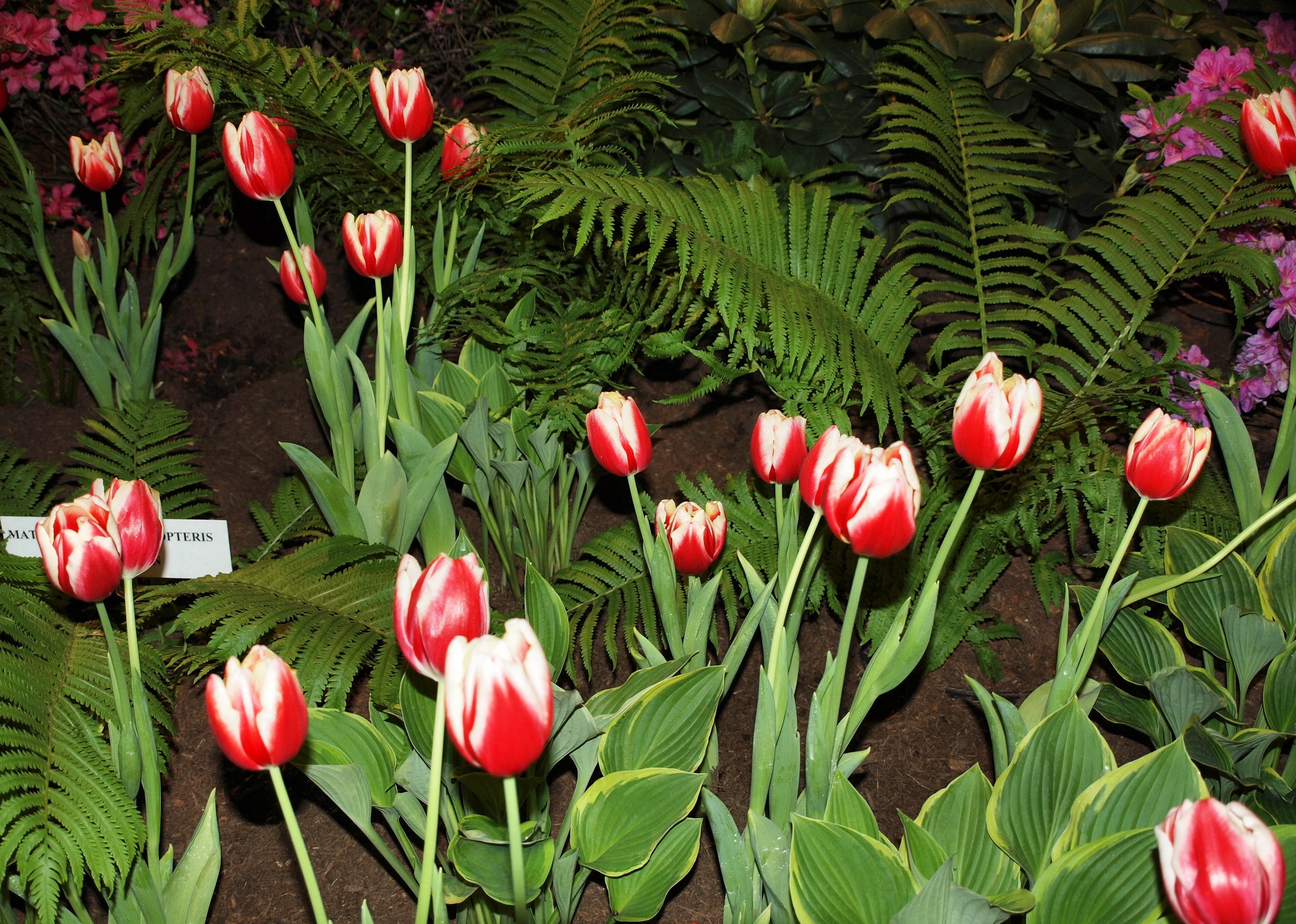 Red and white tulips with ferns HD Wallpaper