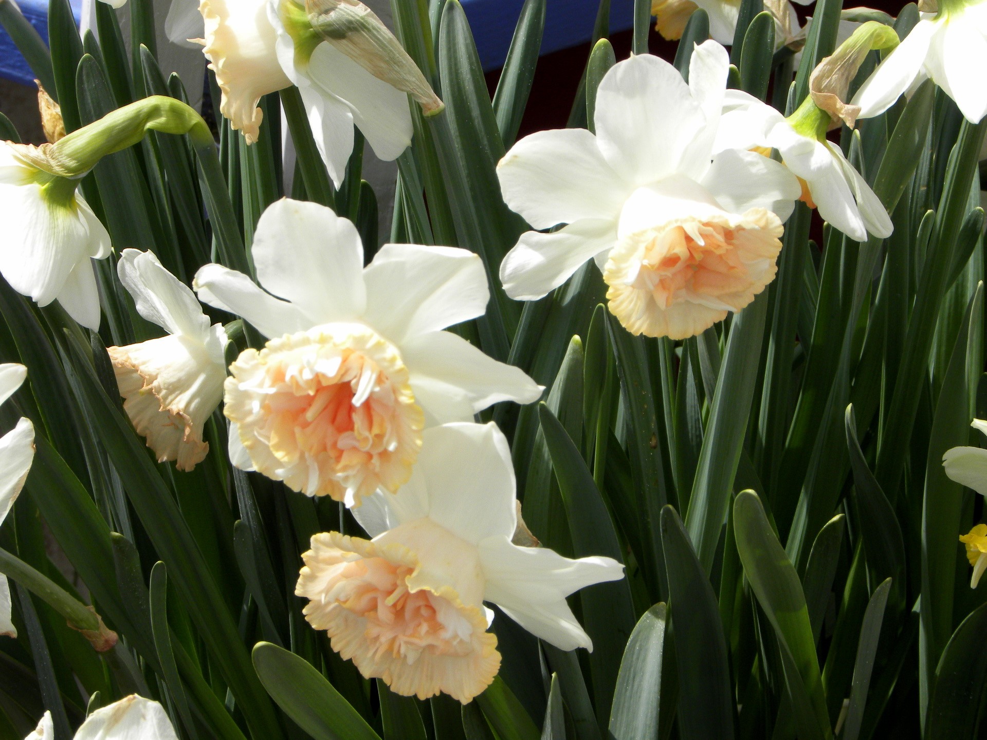 White and peach daffodils in bloom HD Wallpaper