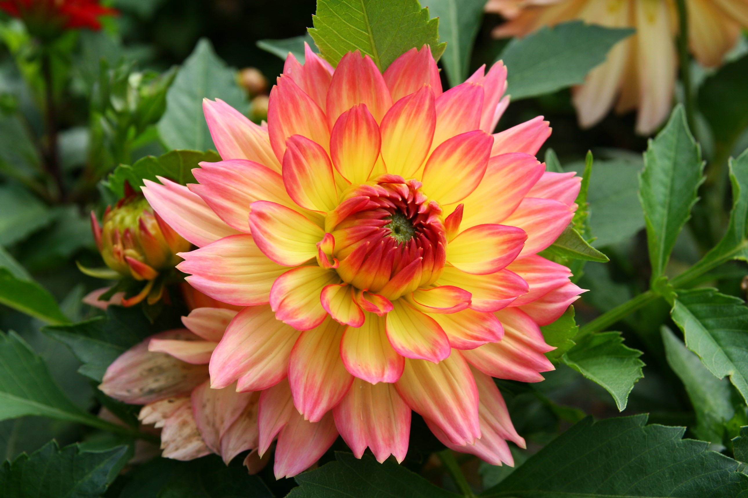 Vibrant Pink and Yellow Dahlia Blossom HD Wallpaper