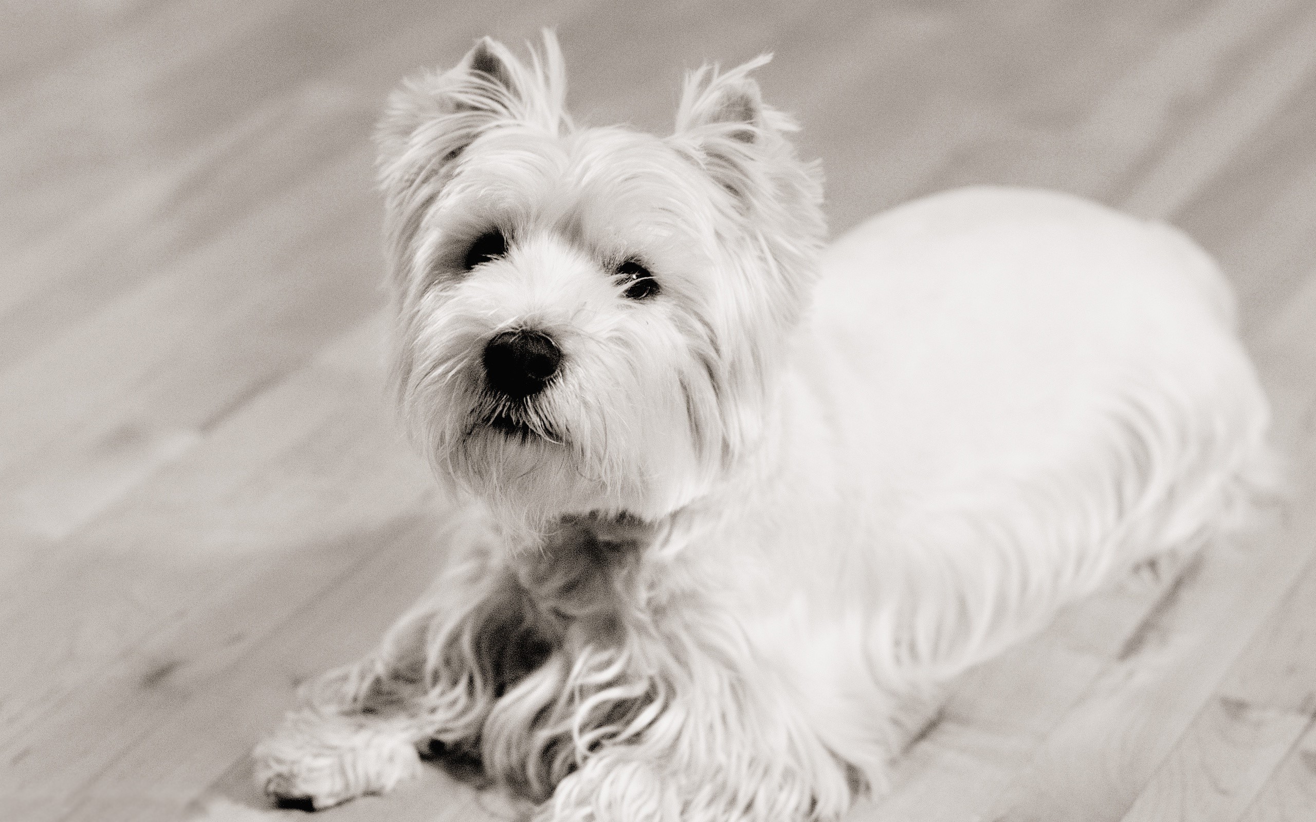 West Highland White Terrier dog lying on wooden floor HD Wallpaper
