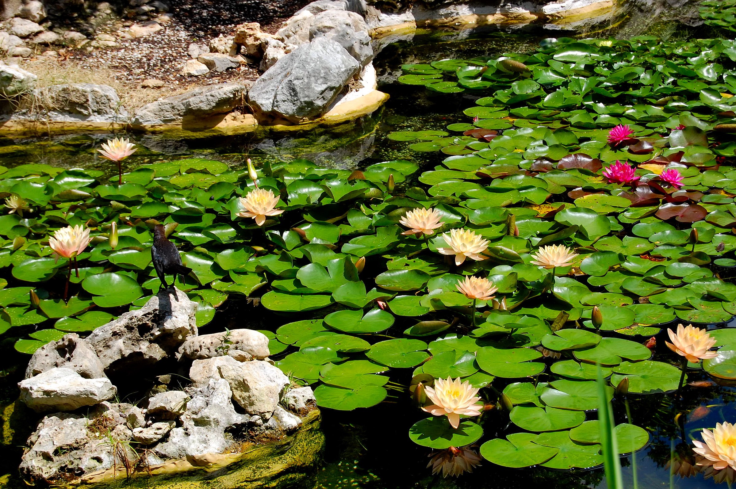 A bird stands on rocks in a pond with water lilies HD Wallpaper