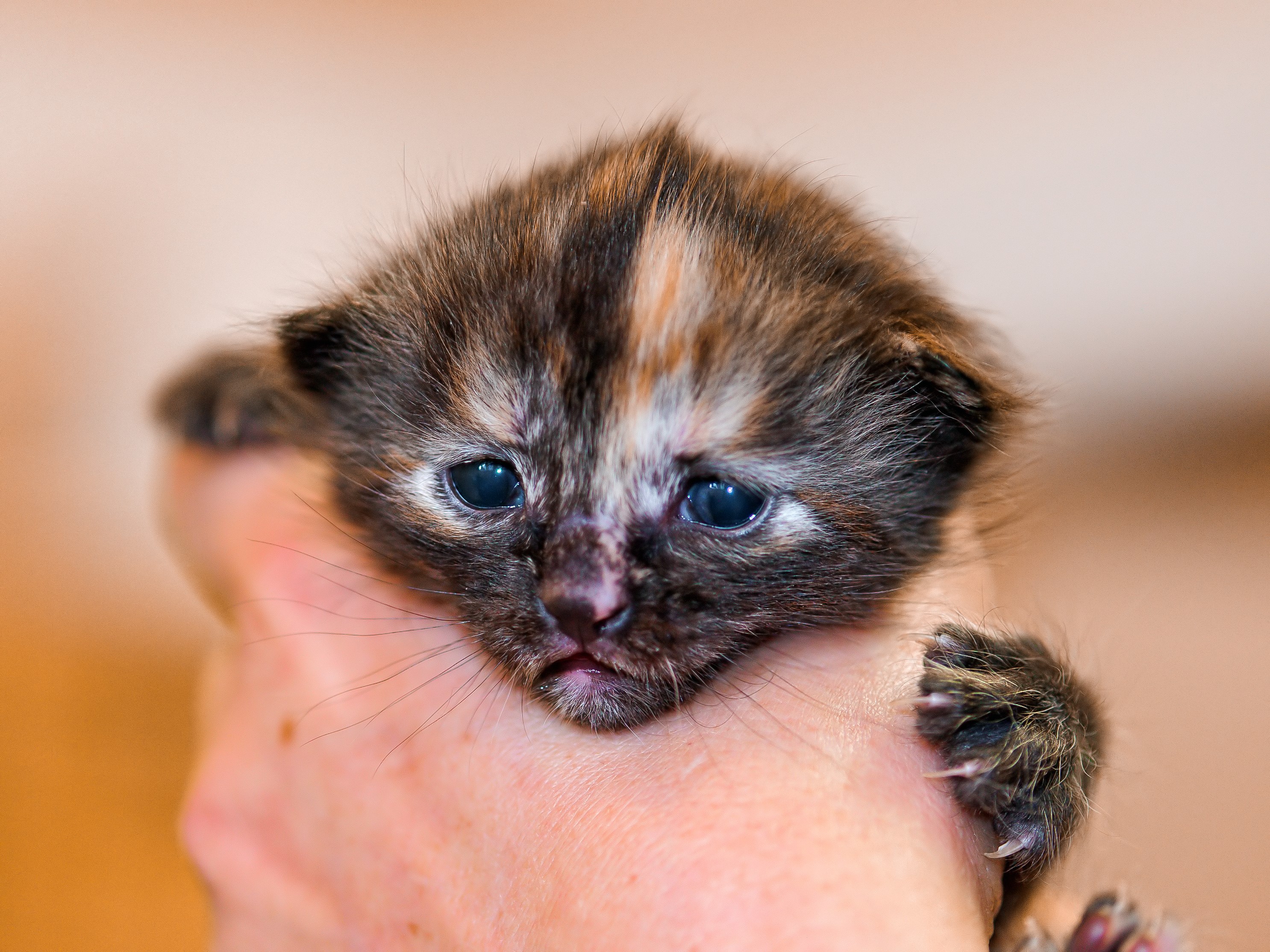 Cats Kittens HD Wallpaper