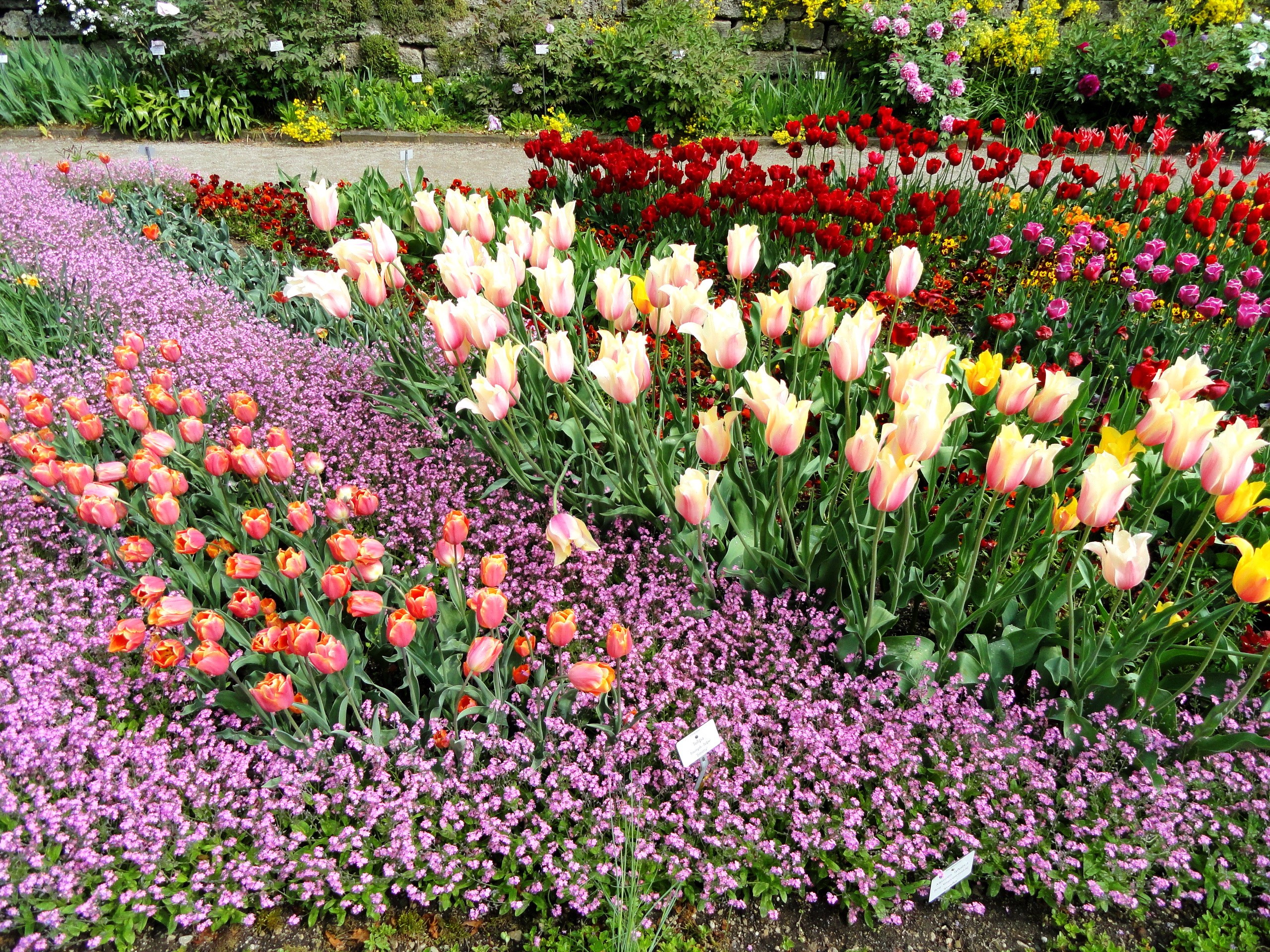 A colorful flower bed with tulips and small purple flowers HD Wallpaper