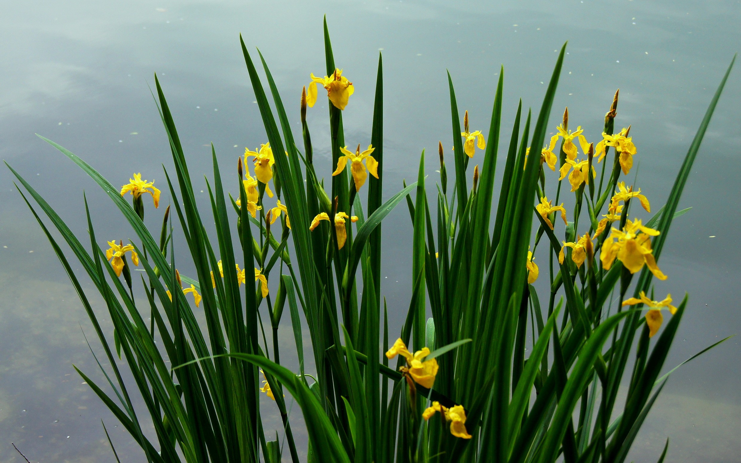 Yellow Iris flowers blooming by the water HD Wallpaper