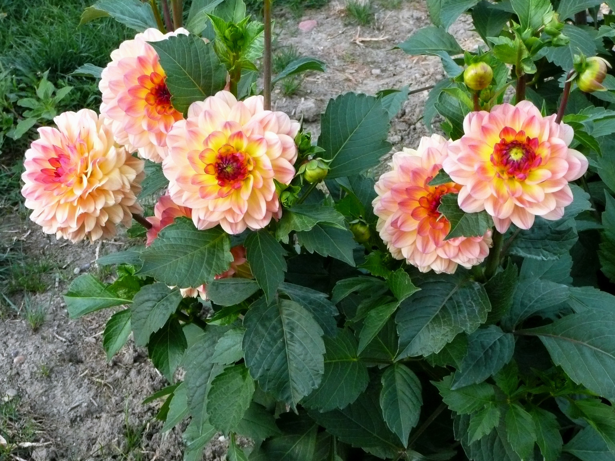 Erna Panzer Dahlias HD Wallpaper