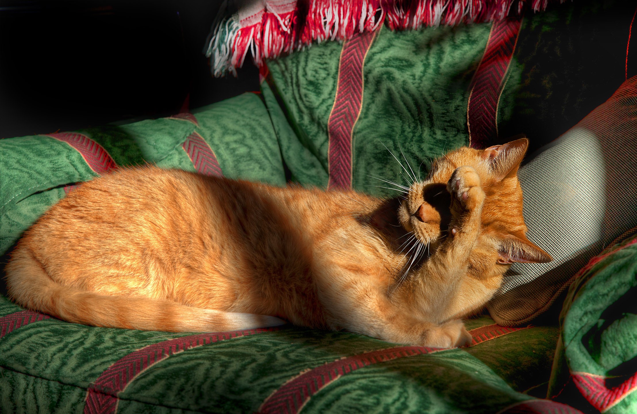 Cats HD Wallpaper