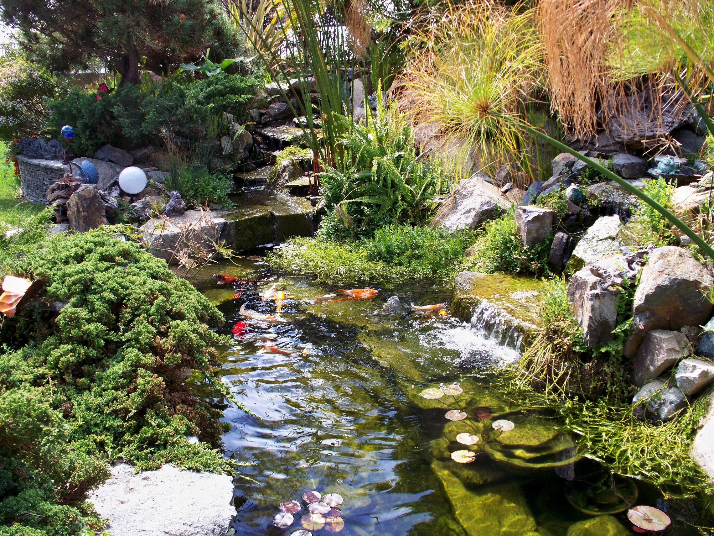Koi pond with waterfalls and lush greenery HD Wallpaper