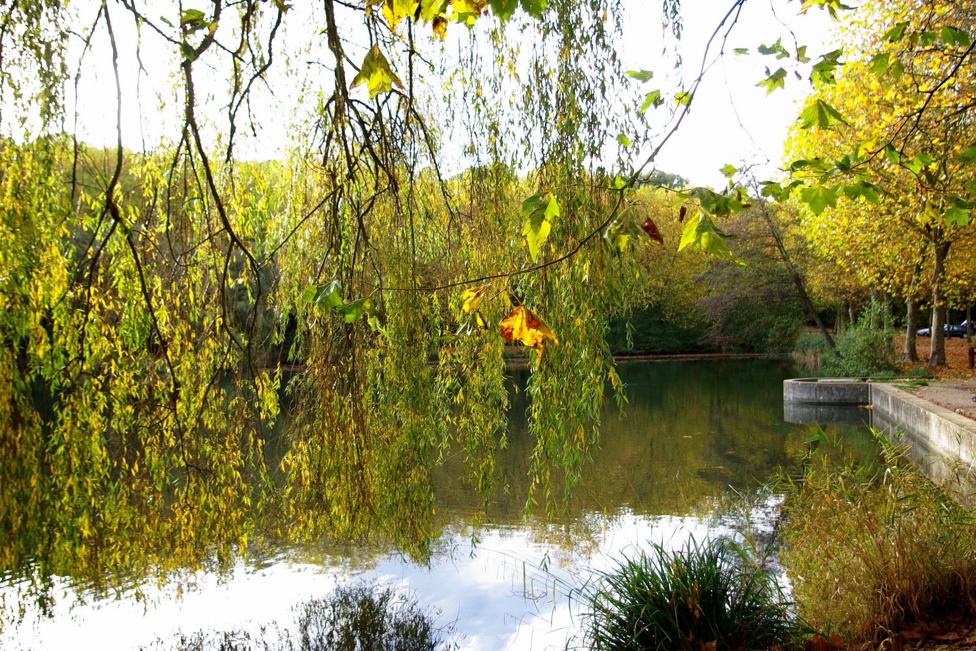 Lake with weeping willow trees in autumn HD Wallpaper