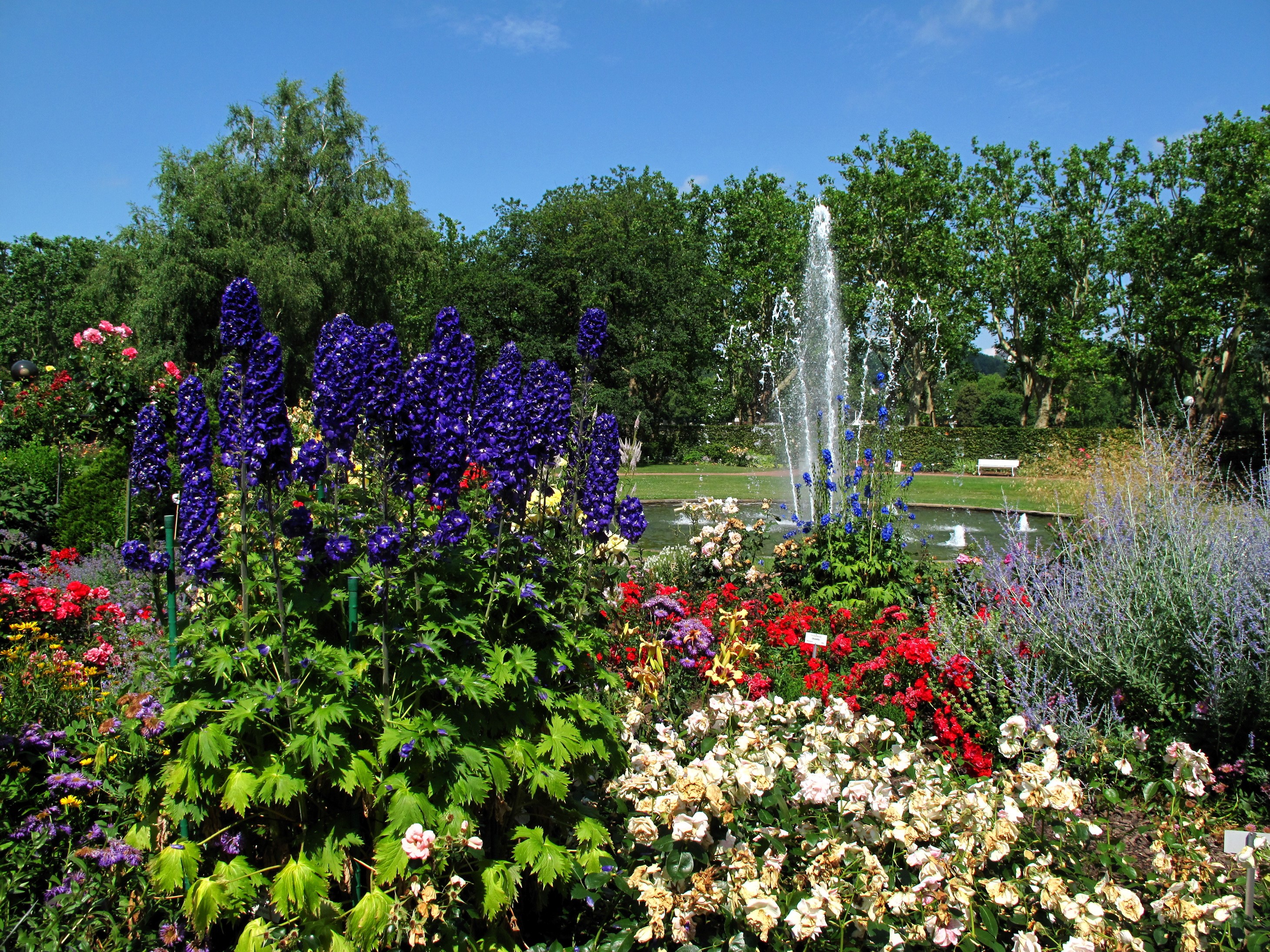 Zweibruecken Rosengarten Gardens with Fountain HD Wallpaper
