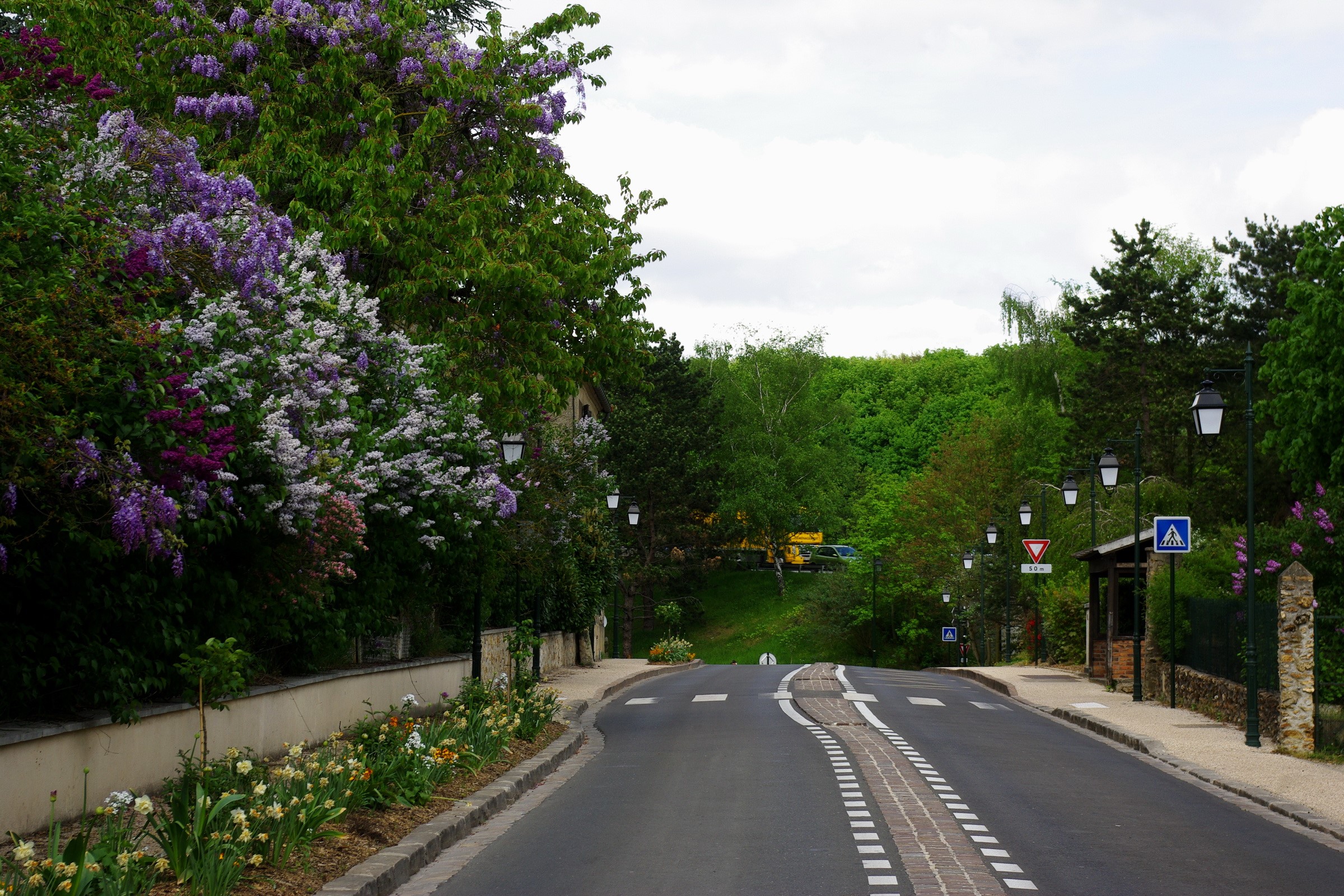Road with flowering trees and streetlights HD Wallpaper