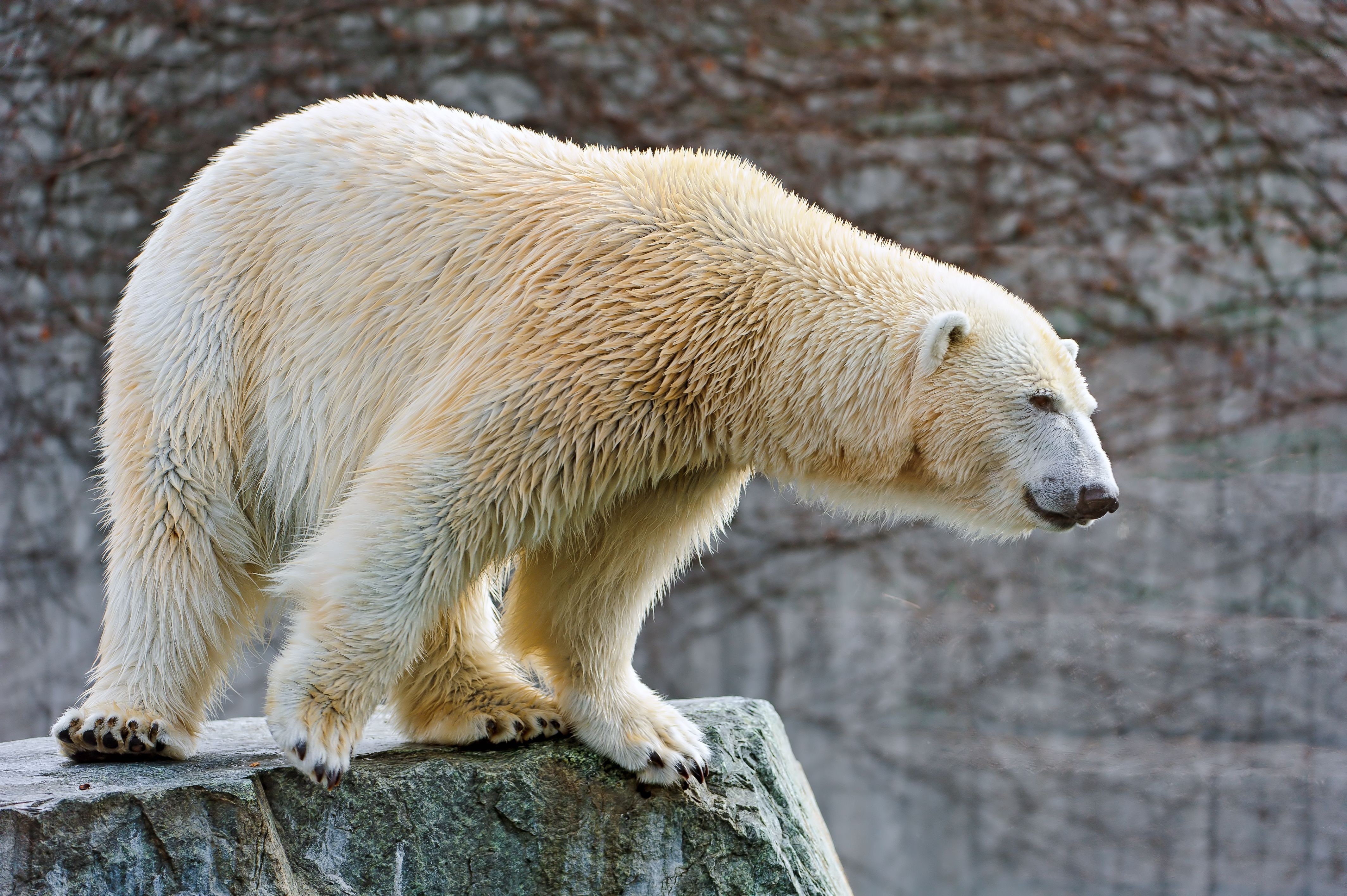 Bears Polar bears HD Wallpaper