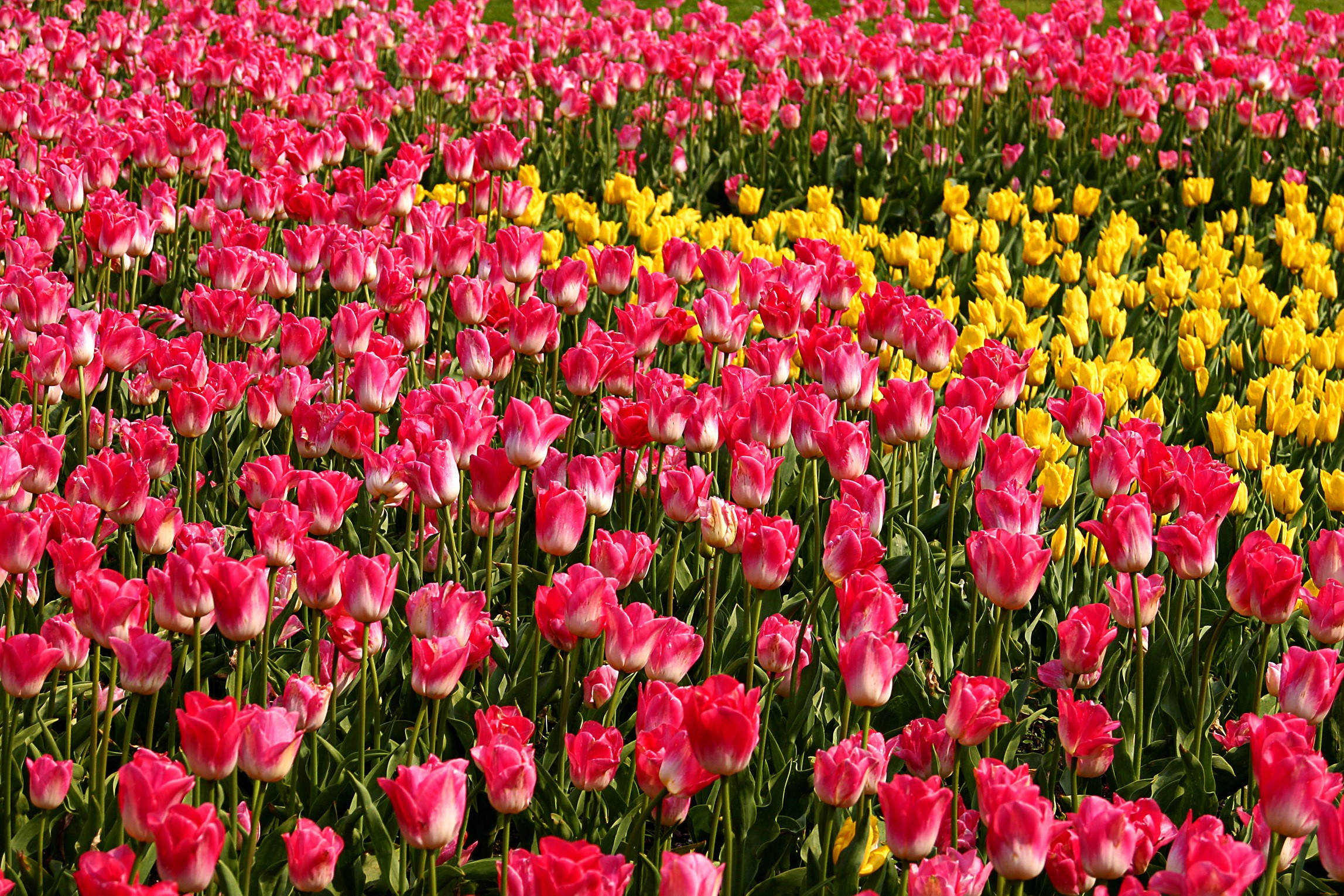 Field of Pink and Yellow Tulips HD Wallpaper