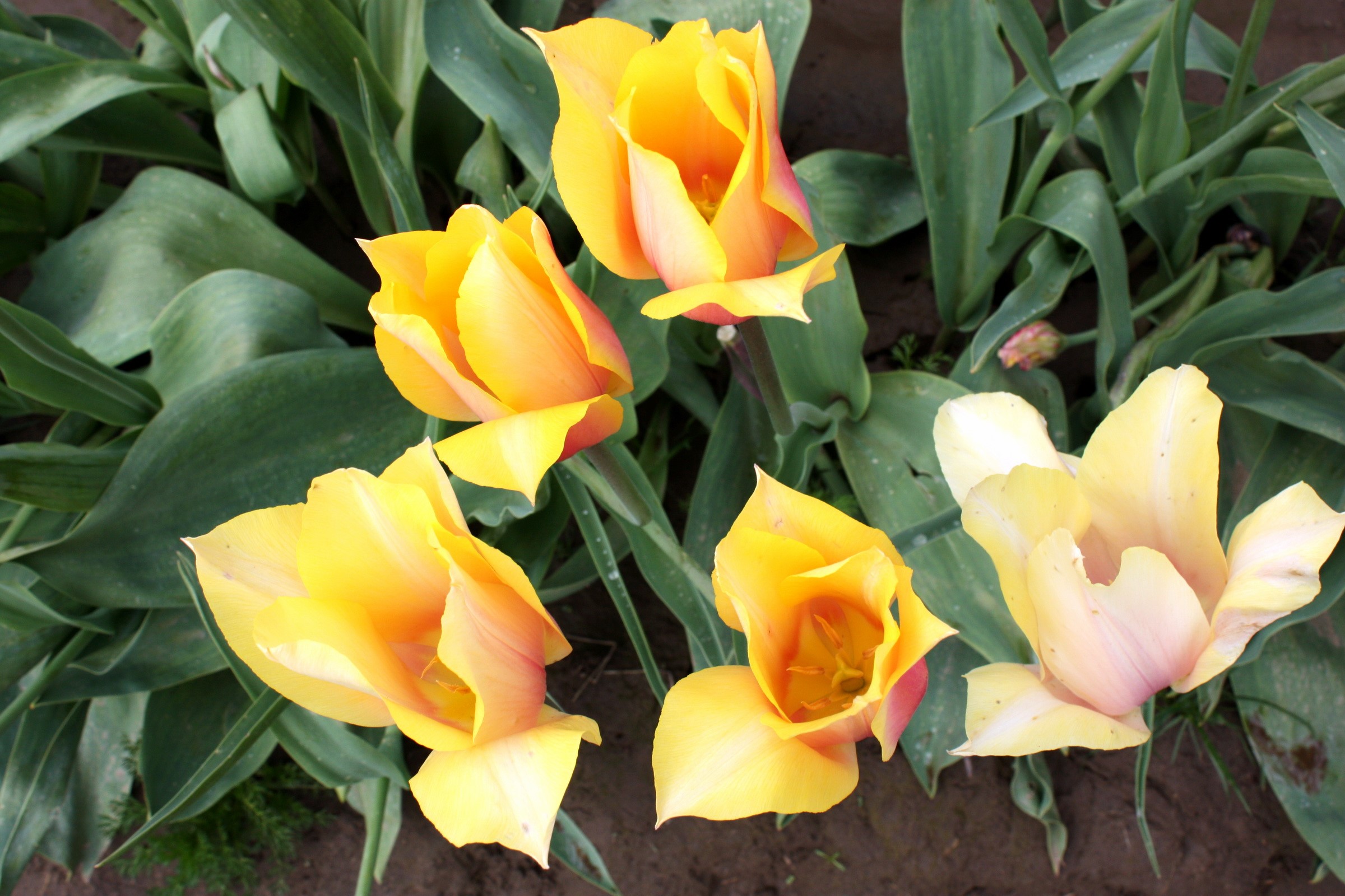 Yellow and orange tulips in a garden HD Wallpaper
