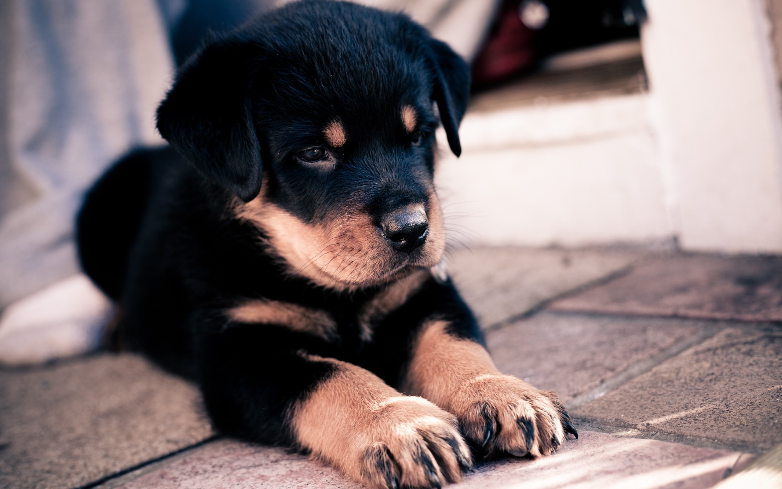 Rottweiler puppy lying on a stone patio HD Wallpaper