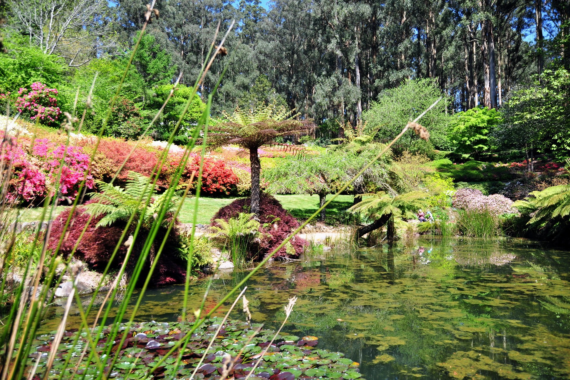 A tranquil garden pond with blooming flowers and trees HD Wallpaper