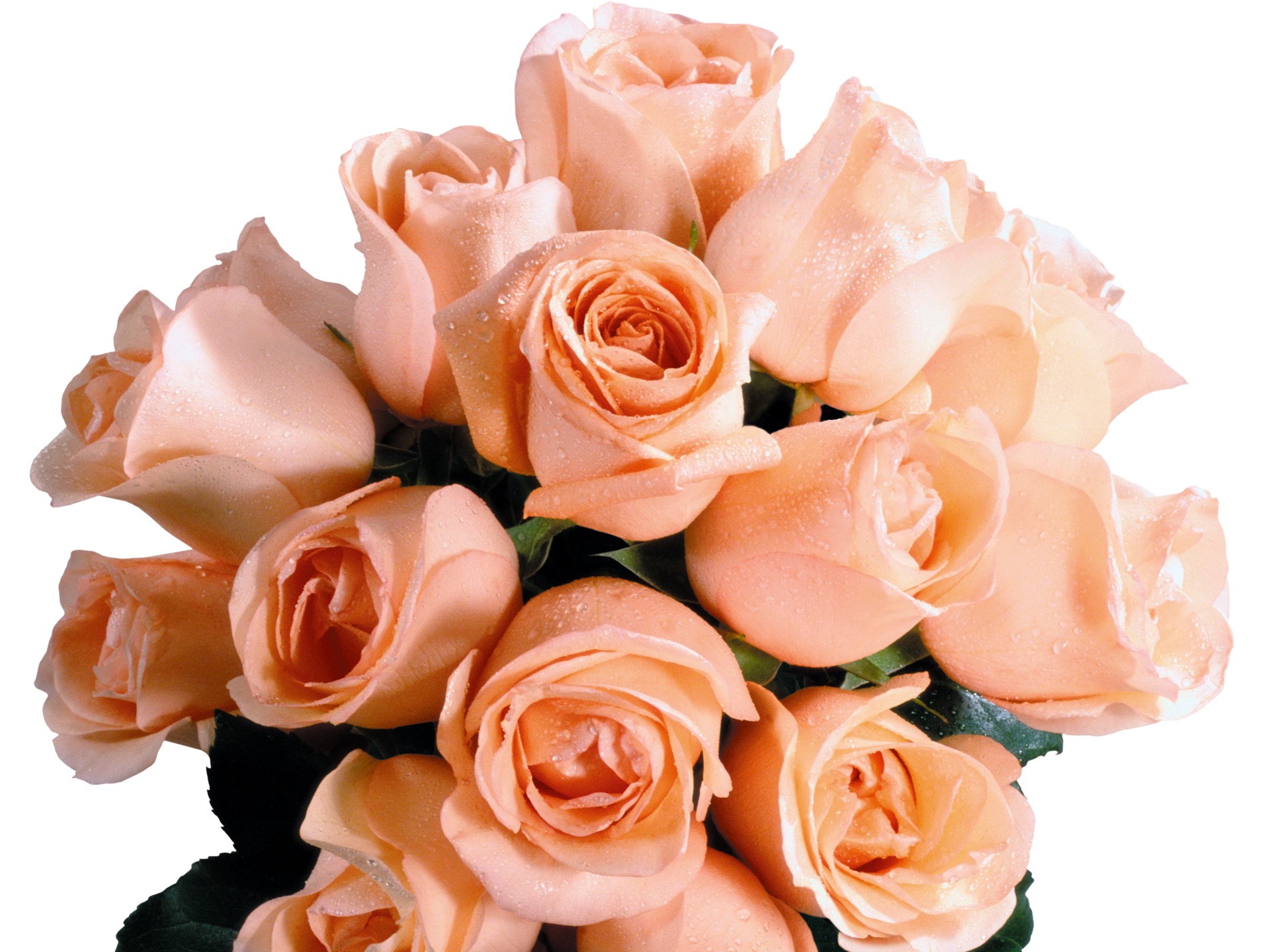 Peach Roses with Water Droplets HD Wallpaper