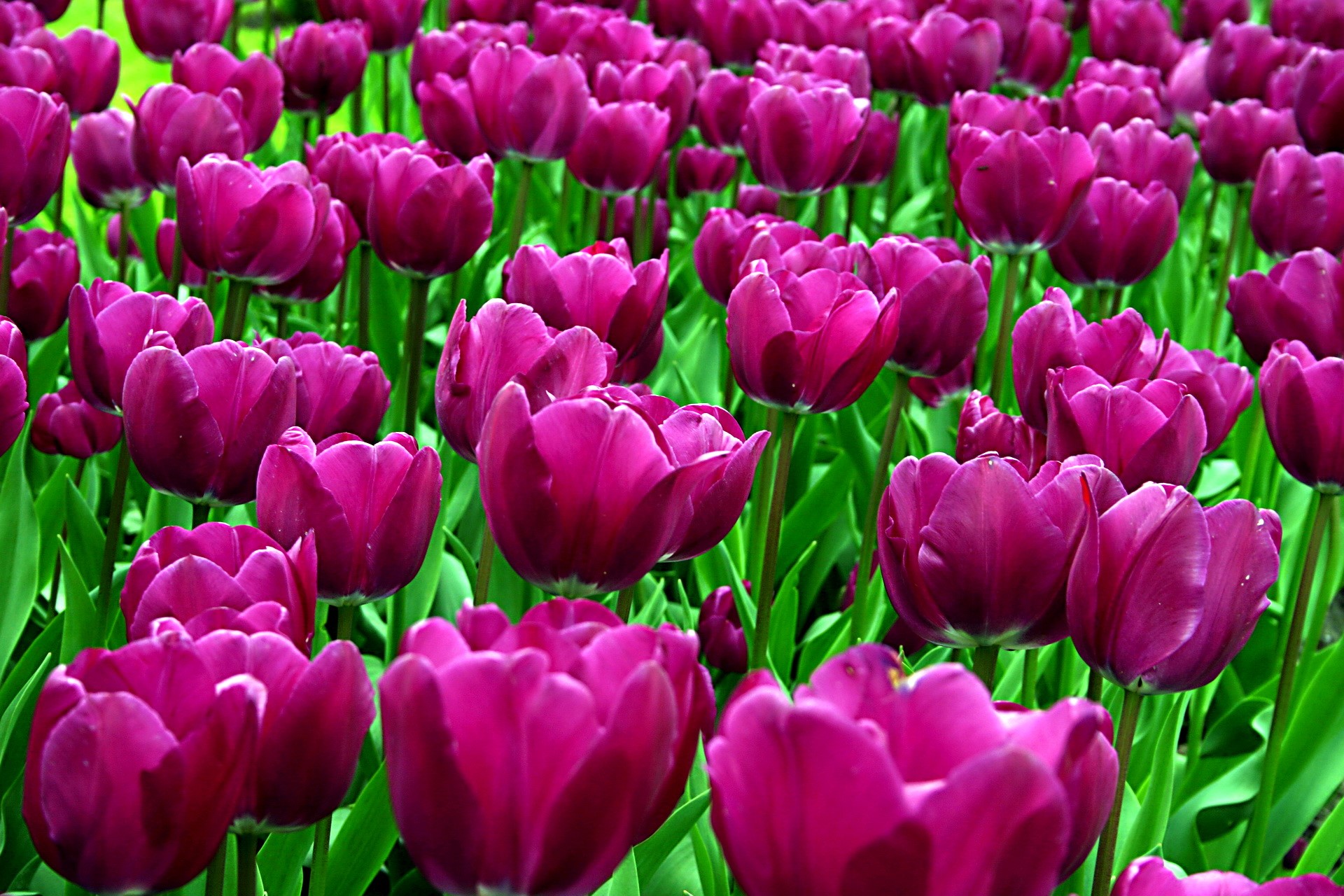 Field of vibrant purple tulips HD Wallpaper