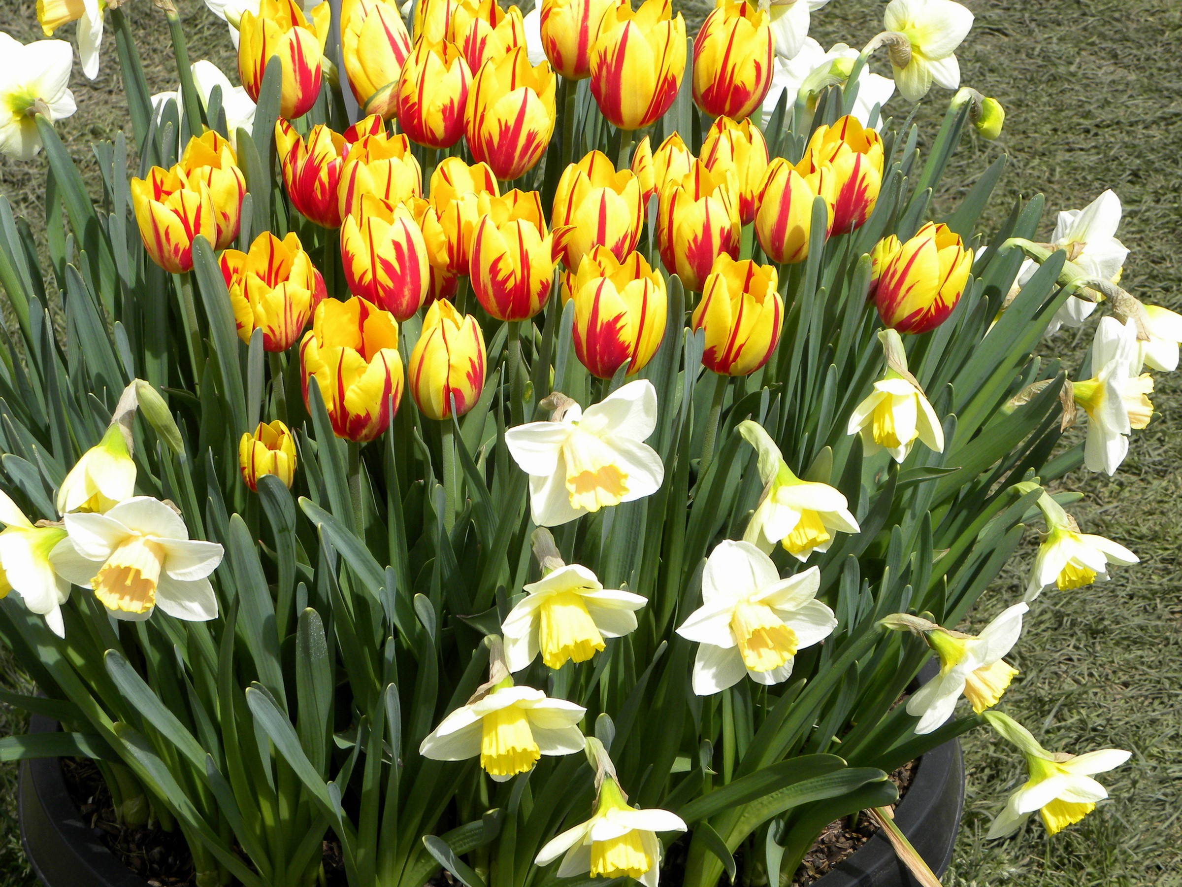 Yellow and red tulips with white daffodils HD Wallpaper