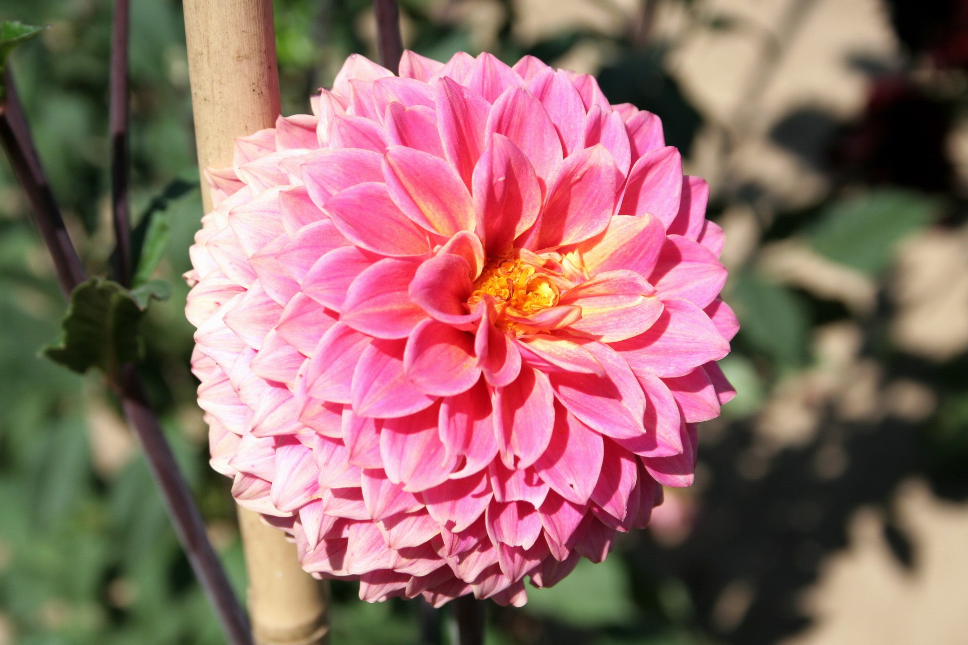 Pink Dahlia flower with yellow center HD Wallpaper