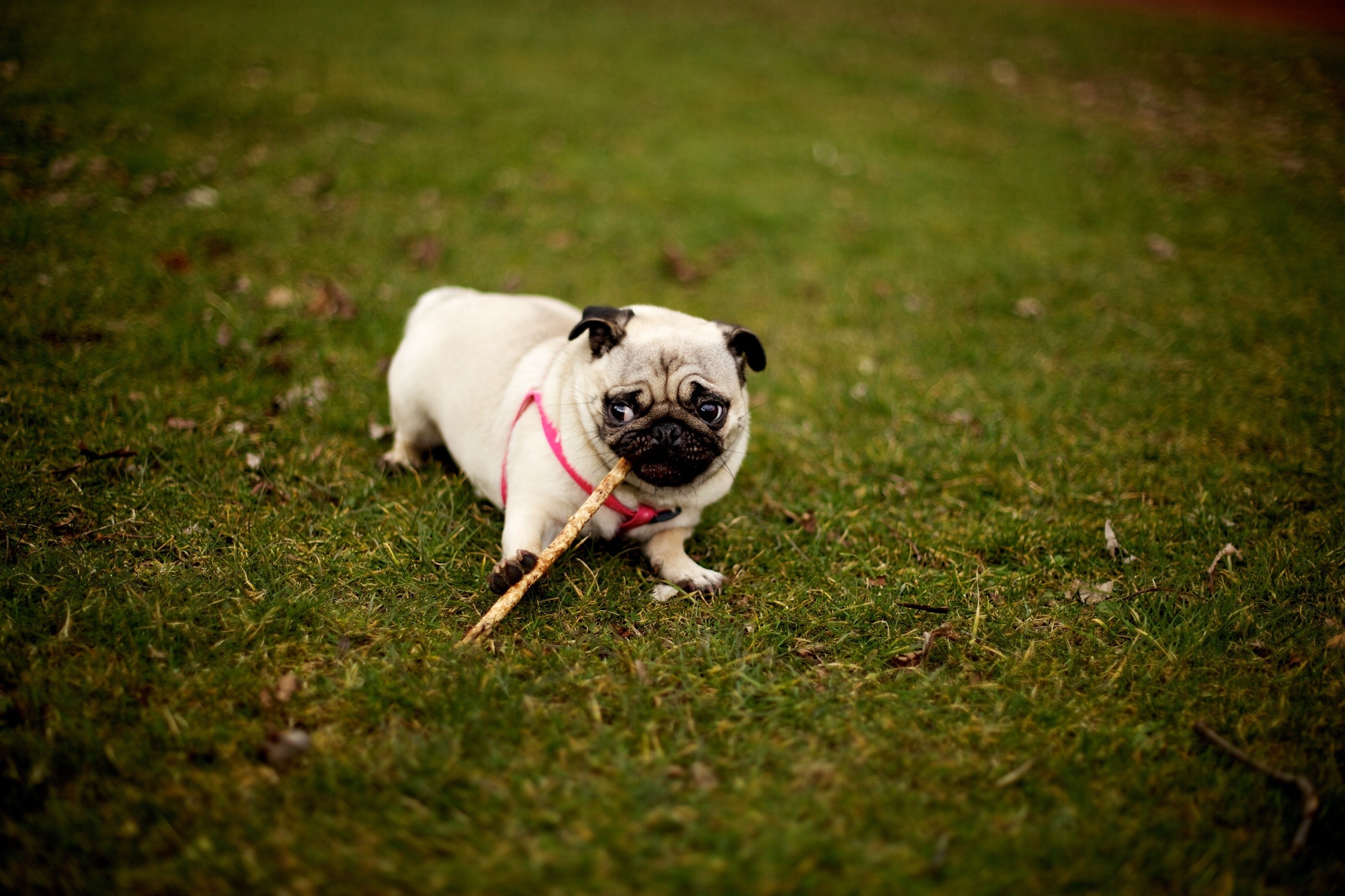 Pug dog chewing on a stick in a grassy field HD Wallpaper