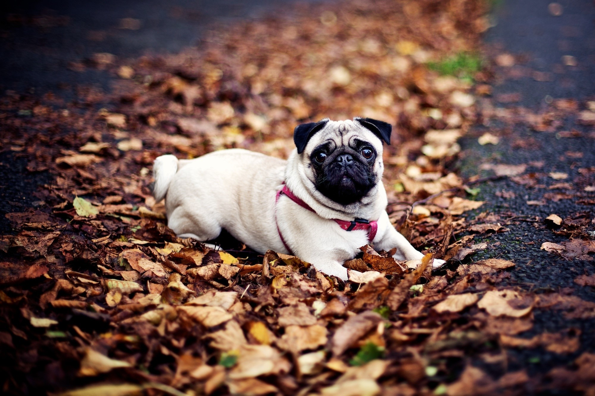 Pug lying on autumn leaves HD Wallpaper