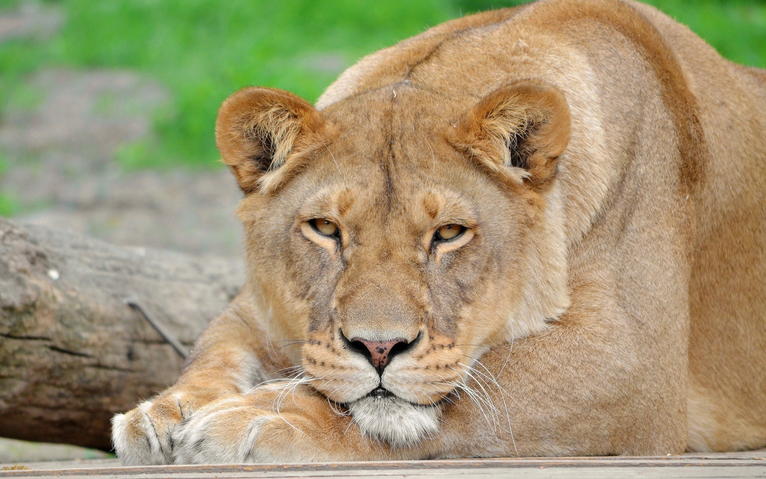 Lion lying down on wooden planks HD Wallpaper