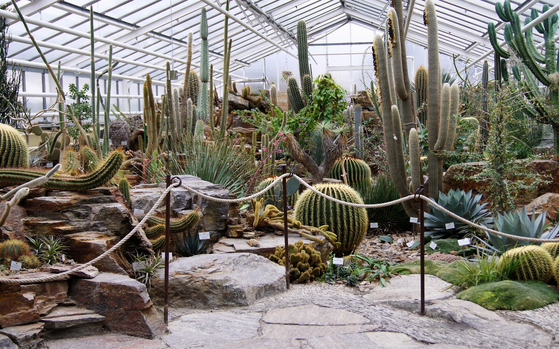 Greenhouse filled with various cacti and succulents HD Wallpaper