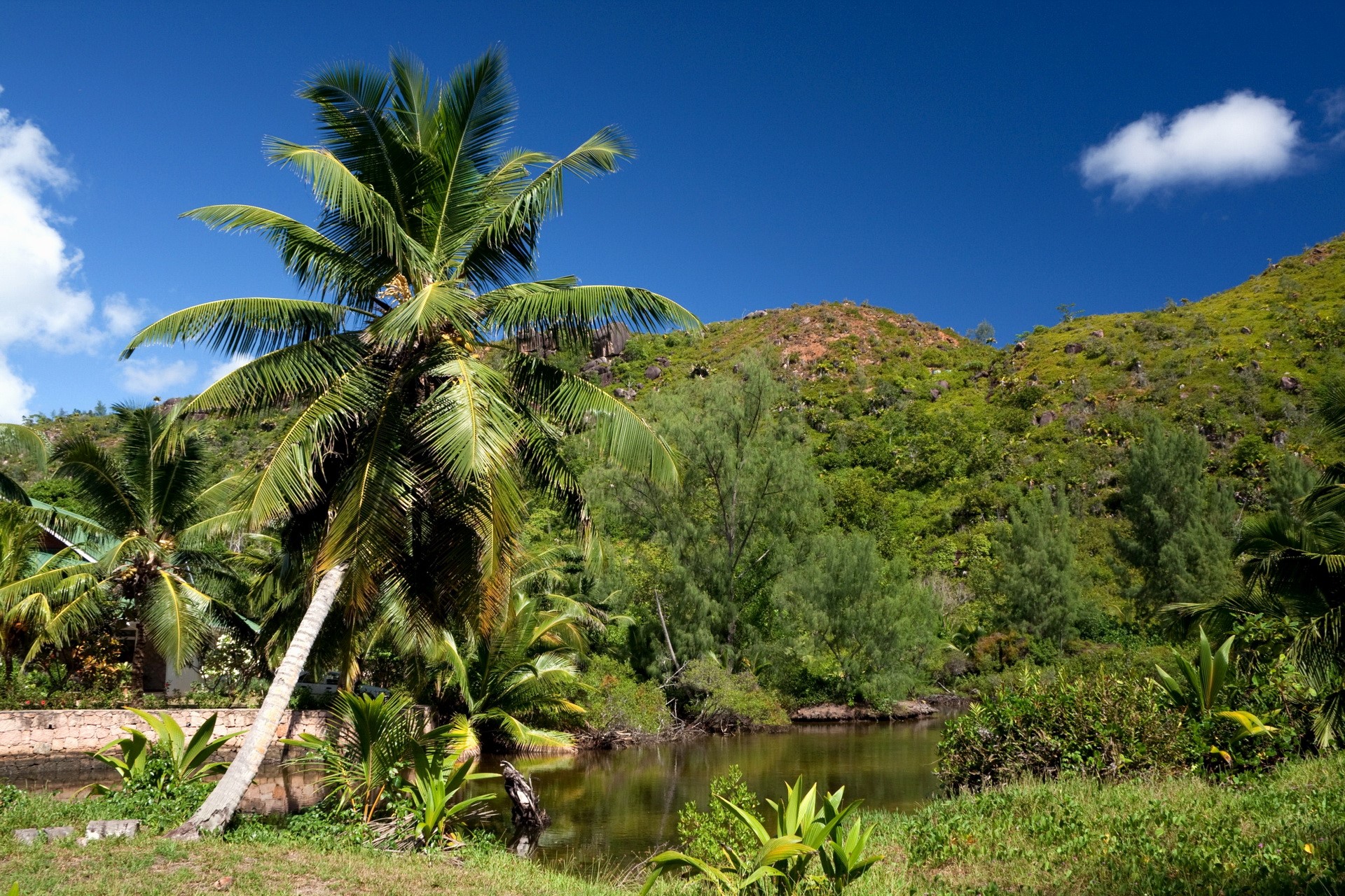Palm trees and tropical hills in Seychelles HD Wallpaper